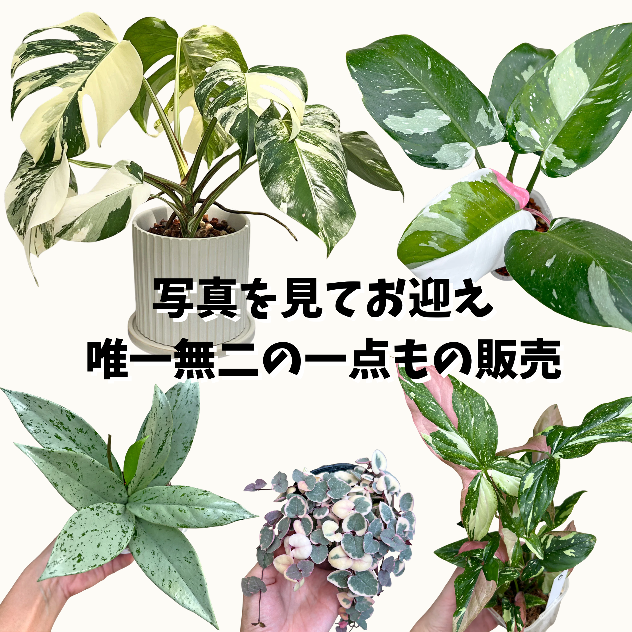 一点もの植物 – inakougei