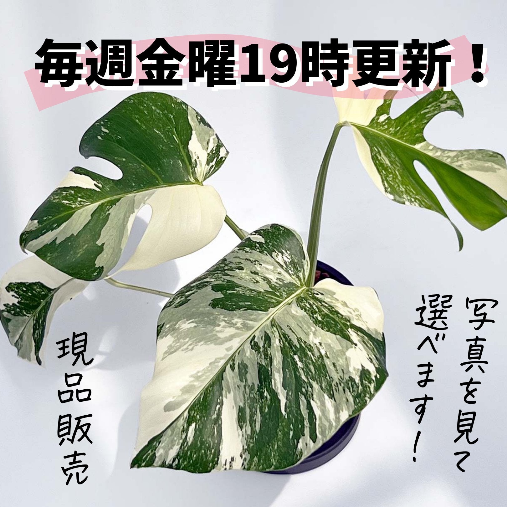 蛇の目松　盆栽　斑入り　4号陶器鉢つき　極上❗ 蛇の目松 盆栽 斑入り 4号陶器鉢つき 極上❗ 蛇の目松 盆栽 斑入り 4