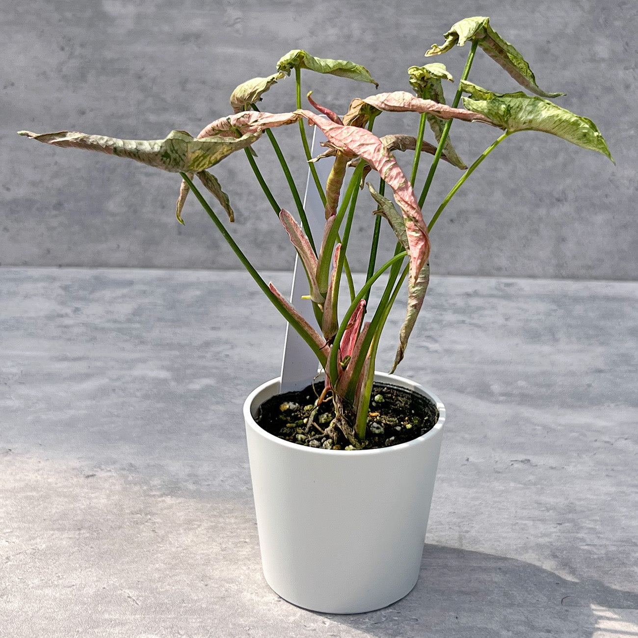 【現品販売】シンゴニウム ピンクローリー Syngonium Pink Rolli 希少 レア 直径8cm鉢 1