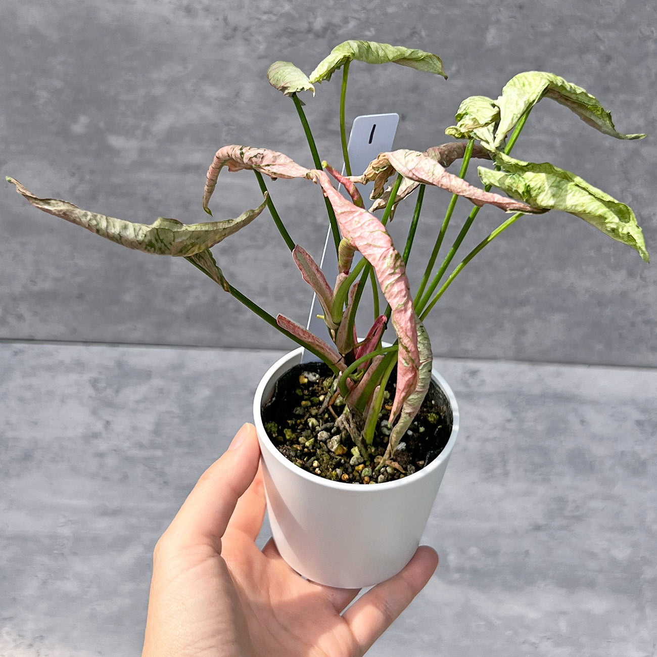 【現品販売】シンゴニウム ピンクローリー Syngonium Pink Rolli 希少 レア 直径8cm鉢 1