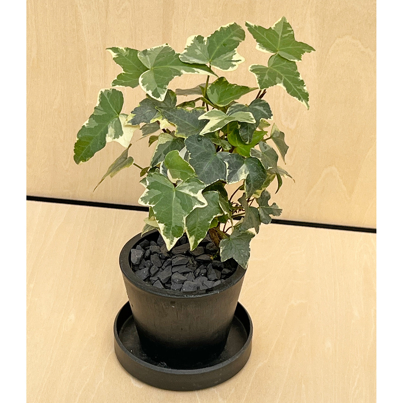 【現品販売】へデラ ミニ盆栽仕立て 2.5号 BLACK PLASTIC POT 受け皿付き