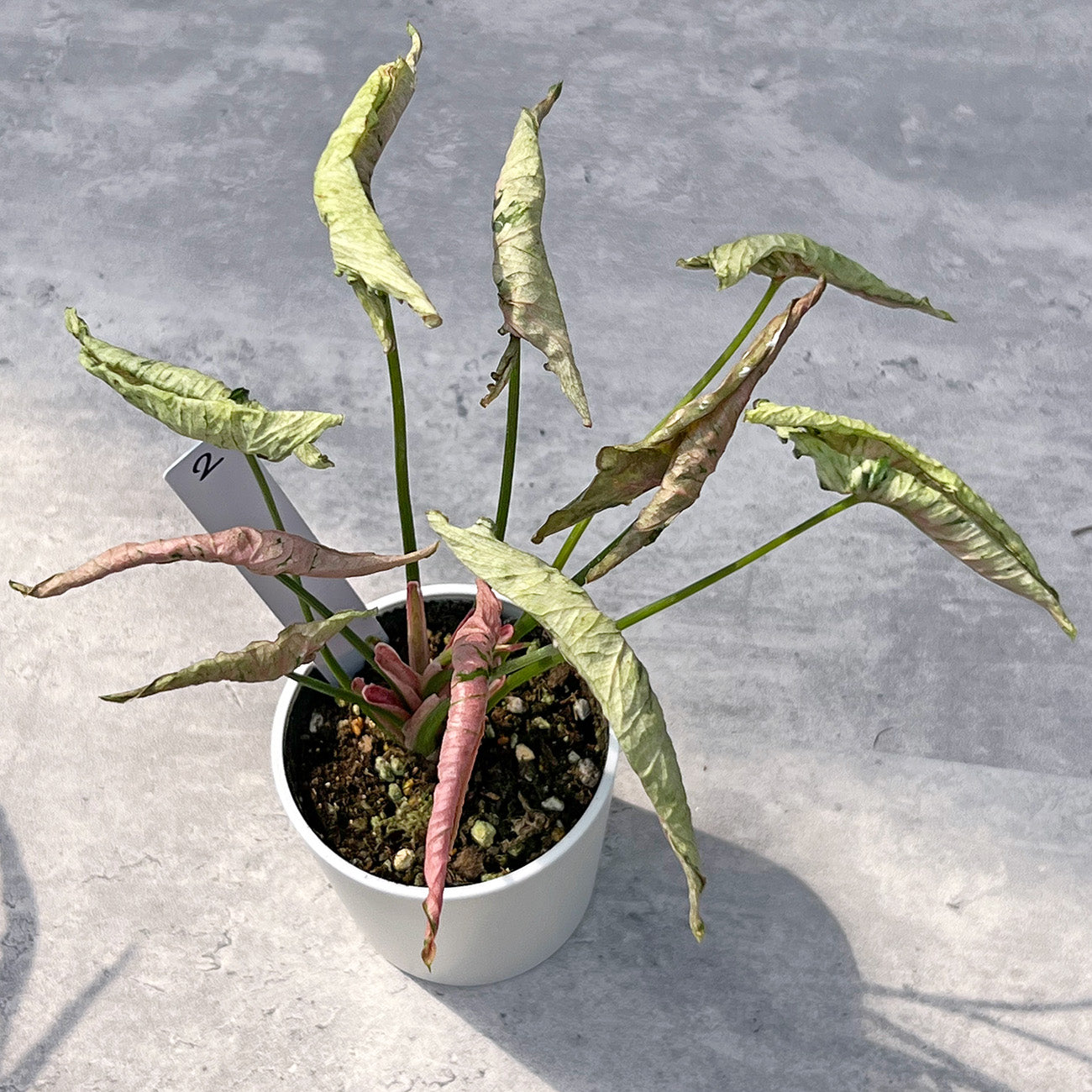 【現品販売】シンゴニウム ピンクローリー Syngonium Pink Rolli 希少 レア 直径8cm鉢 2