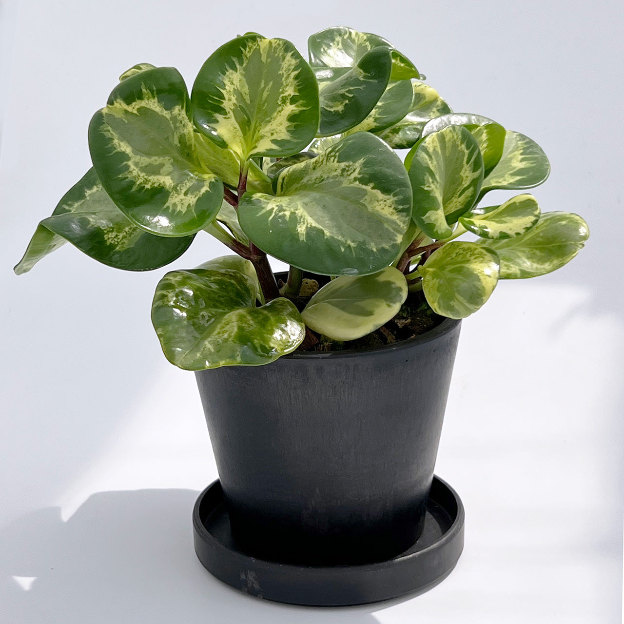 【現品販売】ペペロミア オブツシフォリア レモンスカッシュ BLACK PLASTIC POT 4号 黒 プラ鉢 受け皿付き ねこチップ