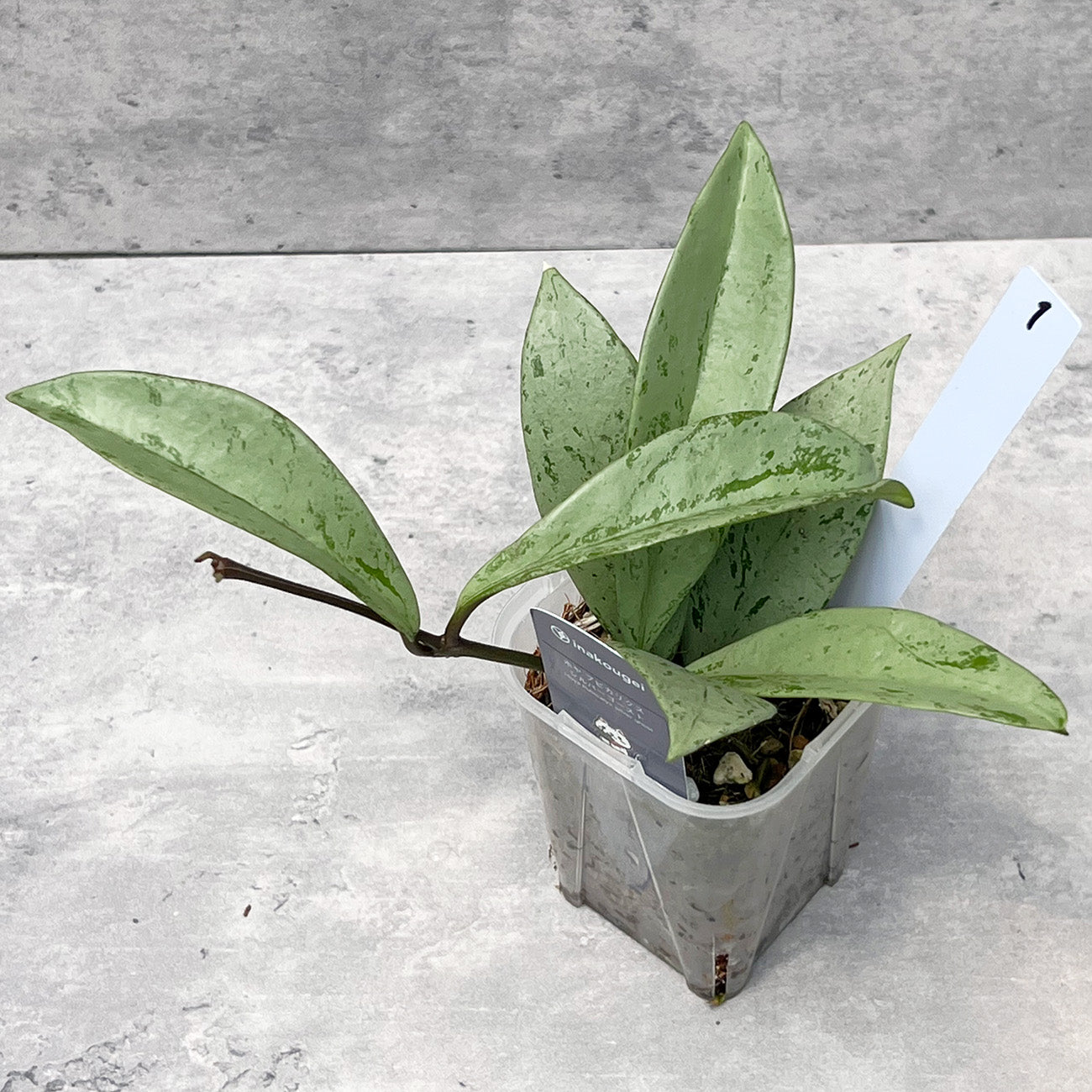 【現品販売】ホヤ プビカリクス シルバーゴースト Hoya Pubicalyx silver ghost 希少 レア ねこチップ 1
