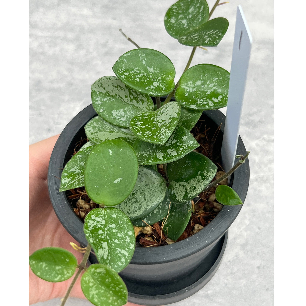 【現品販売】ホヤ マチルダ スーパースプラッシュ Hoya Mathilde super splash 3号 BLACK PLASTIC POT 黒 プラ鉢 受け皿付き ねこチップ 1