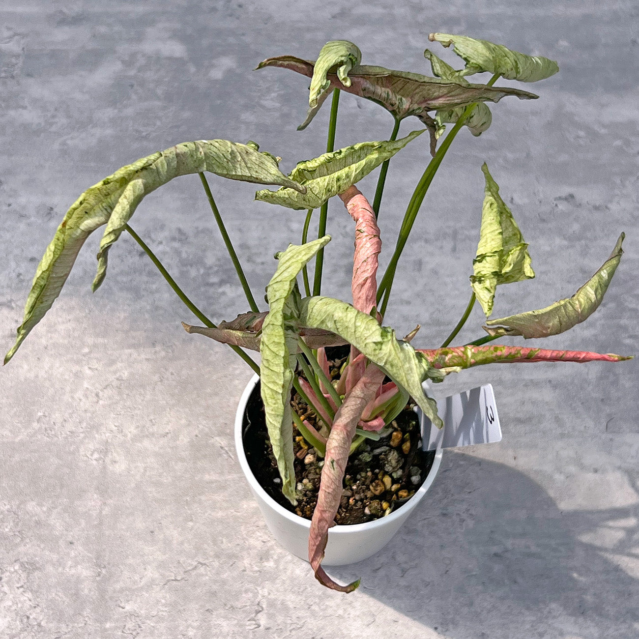 【現品販売】シンゴニウム ピンクローリー Syngonium Pink Rolli 希少 レア 直径8cm鉢 3