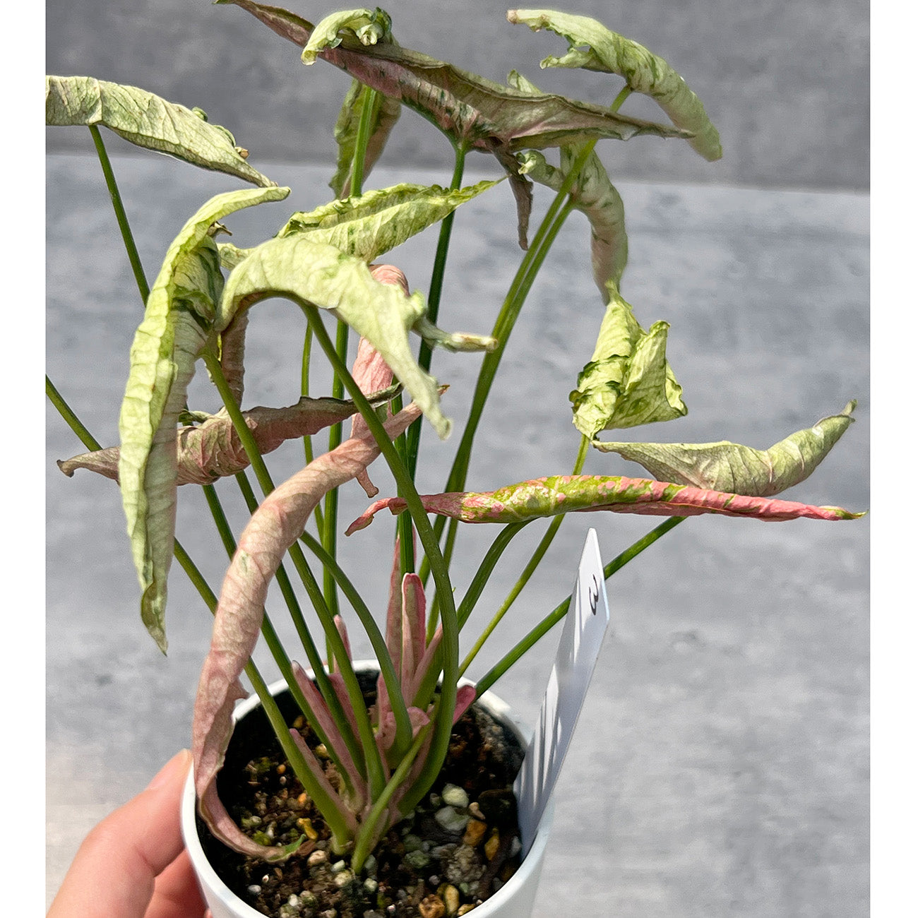 【現品販売】シンゴニウム ピンクローリー Syngonium Pink Rolli 希少 レア 直径8cm鉢 3
