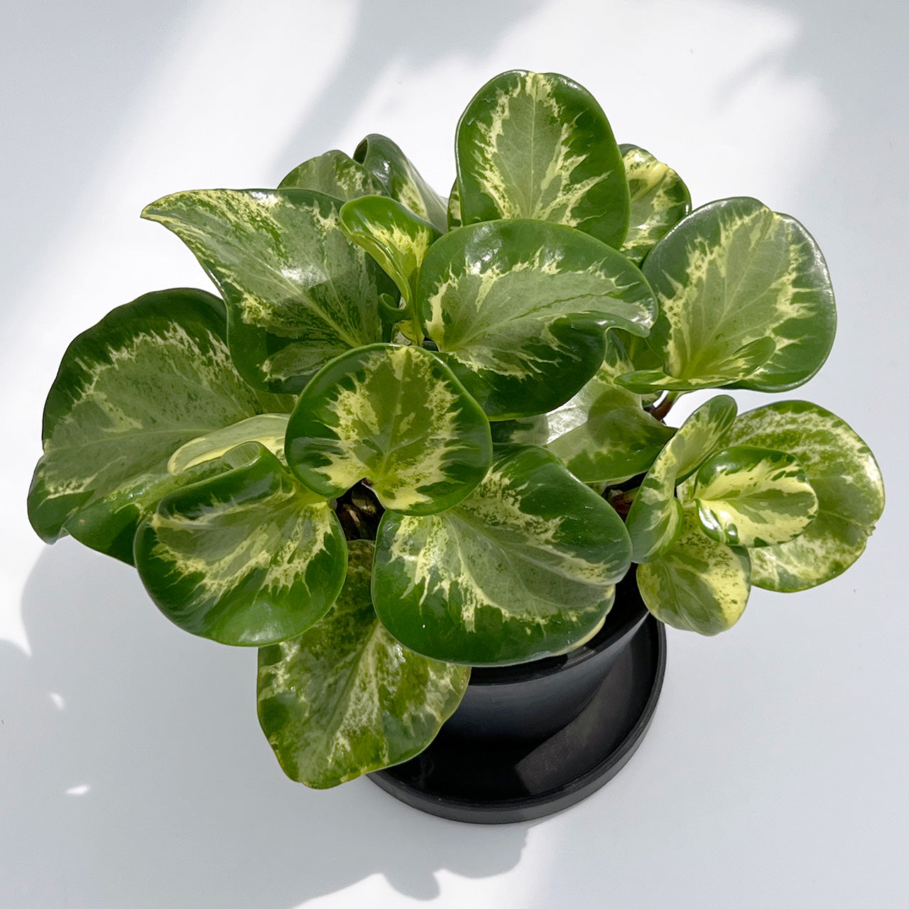 【現品販売】ペペロミア オブツシフォリア レモンスカッシュ BLACK PLASTIC POT 4号 黒 プラ鉢 受け皿付き ねこチップ