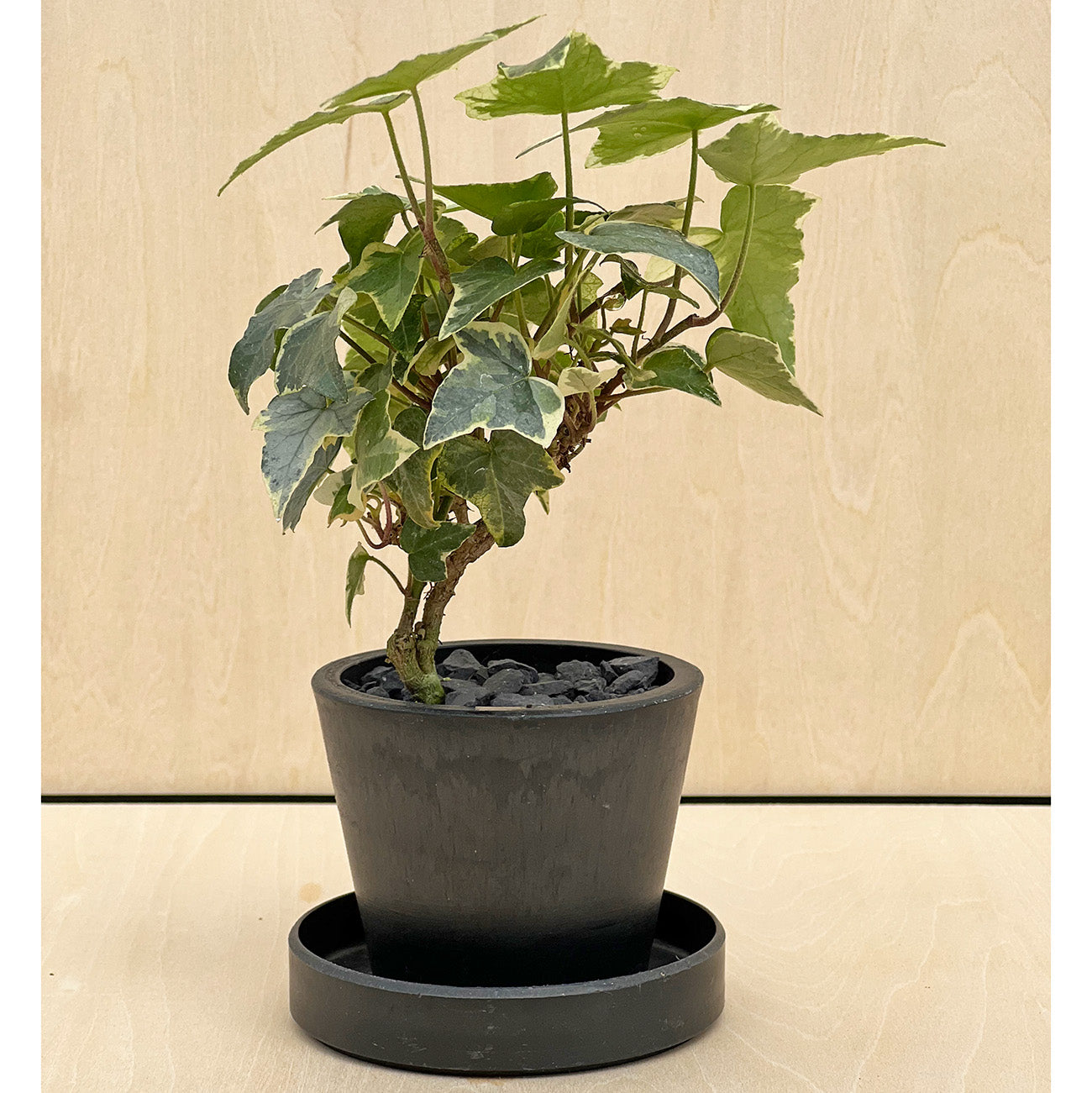 【現品販売】へデラ ミニ盆栽仕立て 2.5号 BLACK PLASTIC POT 受け皿付き