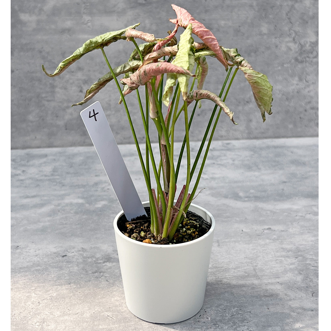 【現品販売】シンゴニウム ピンクローリー Syngonium Pink Rolli 希少 レア 直径8cm鉢 4