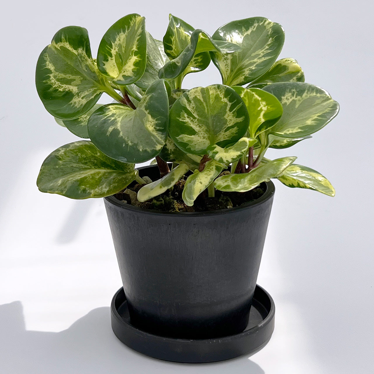 【現品販売】ペペロミア オブツシフォリア レモンスカッシュ BLACK PLASTIC POT 4号 黒 プラ鉢 受け皿付き ねこチップ
