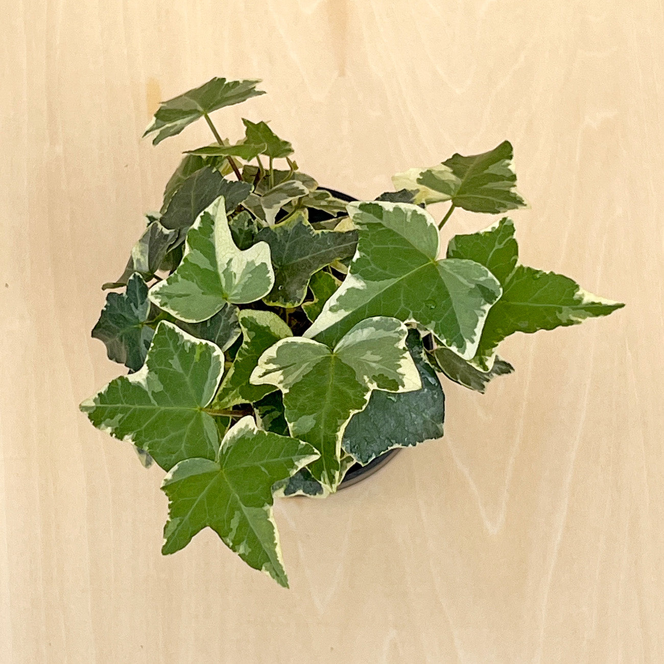【現品販売】へデラ ミニ盆栽仕立て 2.5号 BLACK PLASTIC POT 受け皿付き