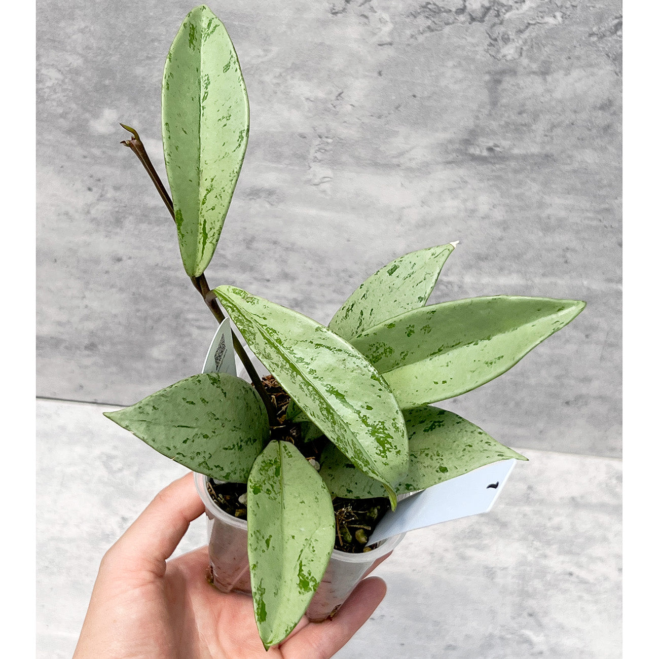 【現品販売】ホヤ プビカリクス シルバーゴースト Hoya Pubicalyx silver ghost 希少 レア ねこチップ 1