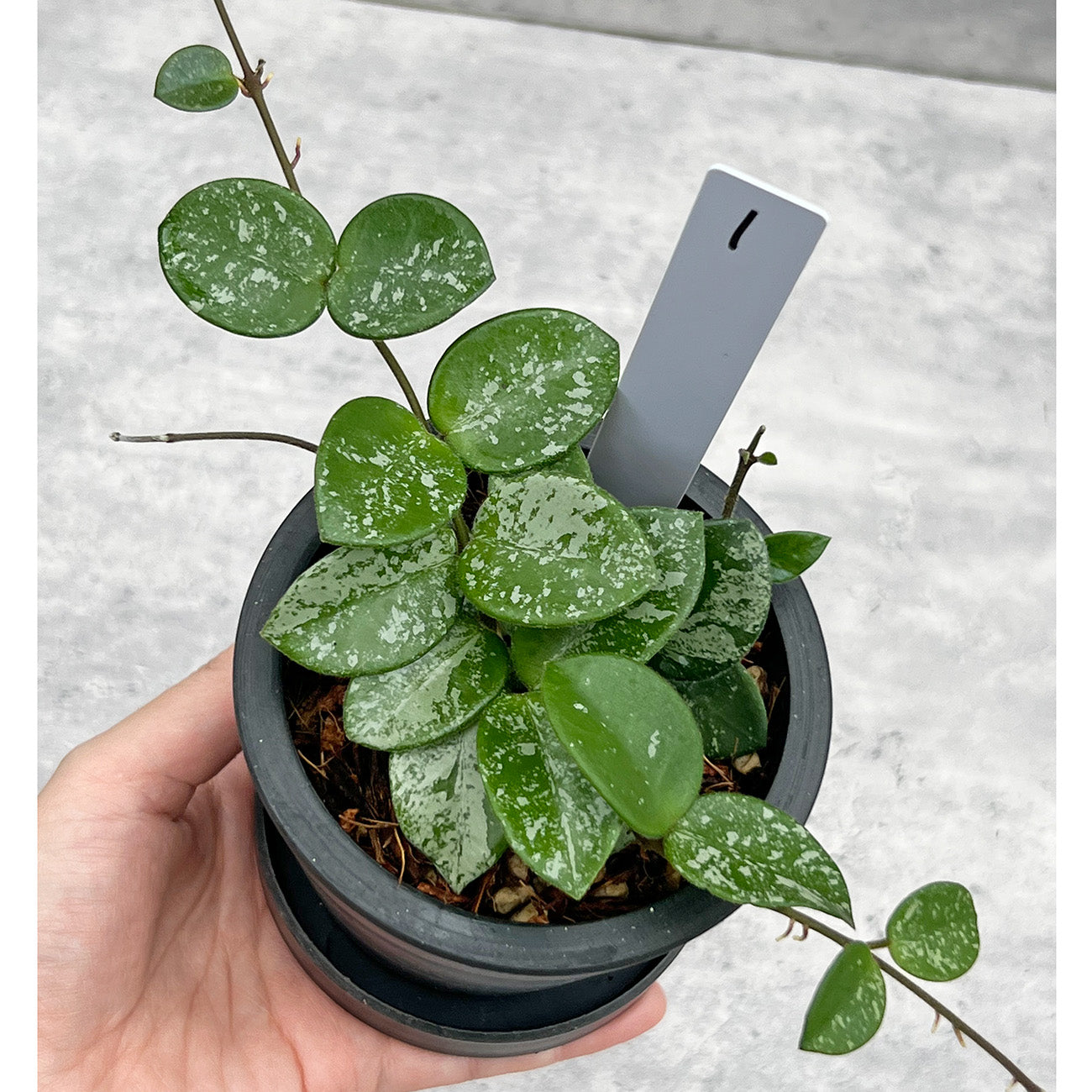 【現品販売】ホヤ マチルダ スーパースプラッシュ Hoya Mathilde super splash 3号 BLACK PLASTIC POT 黒 プラ鉢 受け皿付き ねこチップ 1