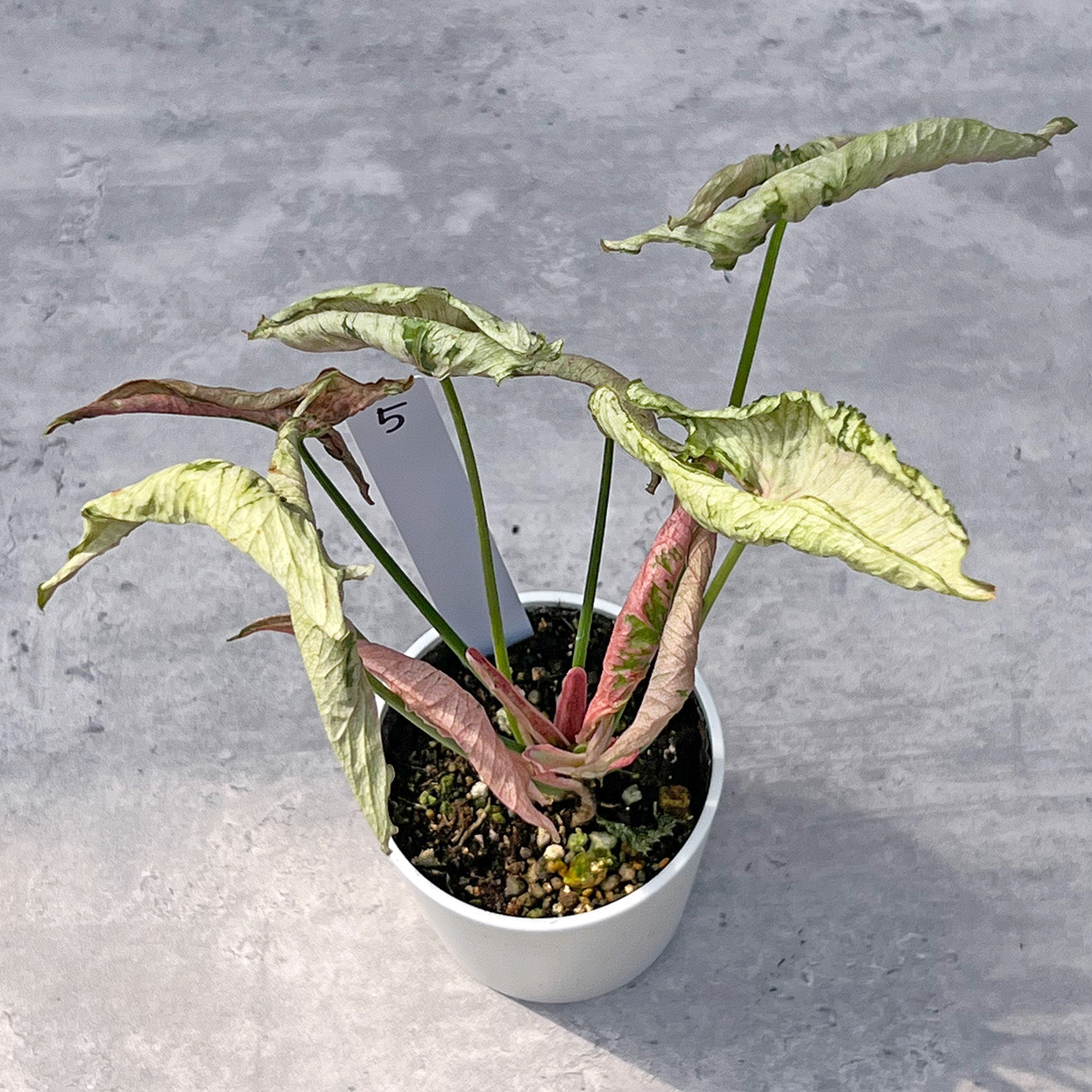 【現品販売】シンゴニウム ピンクローリー Syngonium Pink Rolli 希少 レア 直径8cm鉢 5