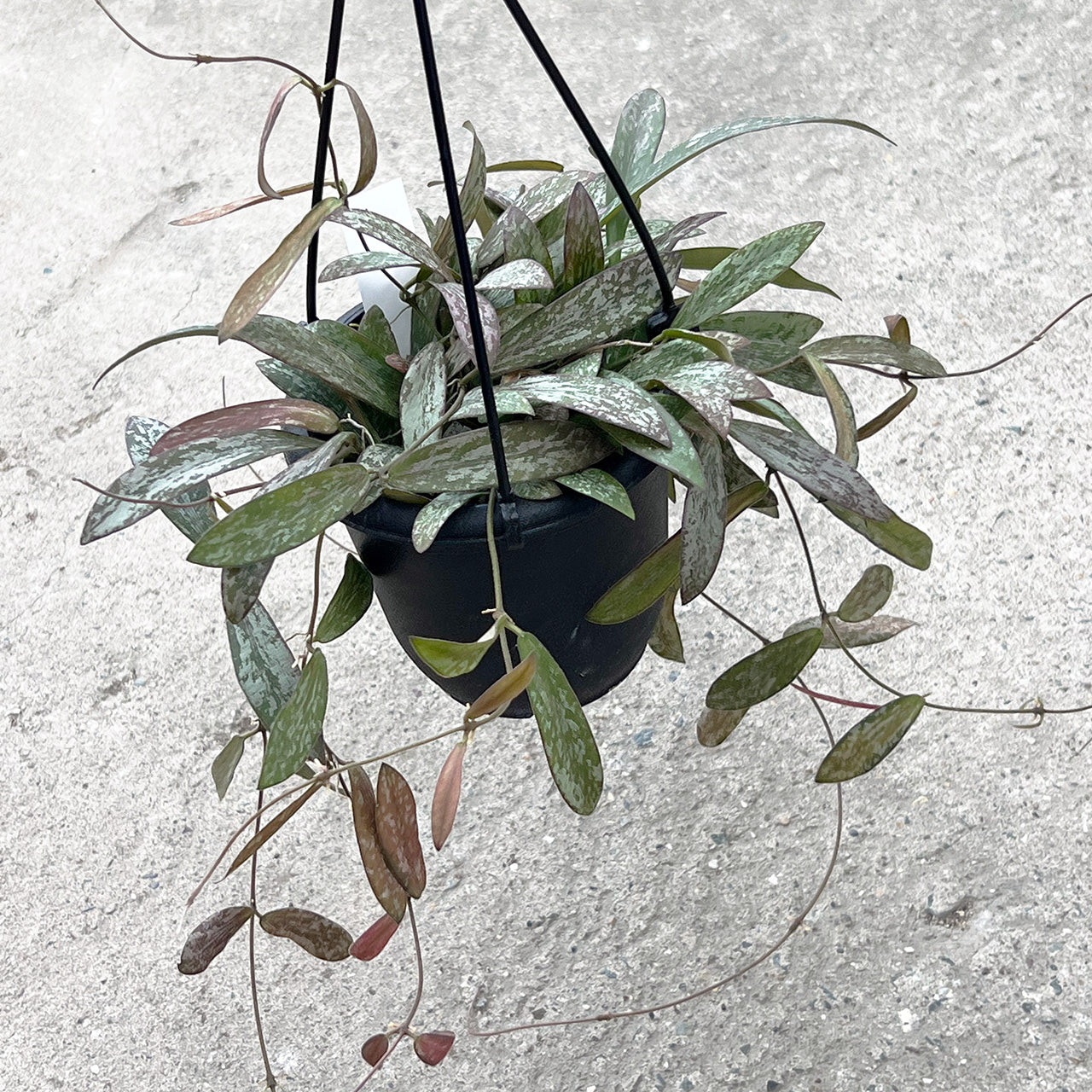 【現品販売】Hoya sigillantis ホヤ シギラティス 希少 レア 4号 吊り鉢 吊り下げ ハンギング ハンギング植物 ピンク 紅葉 1