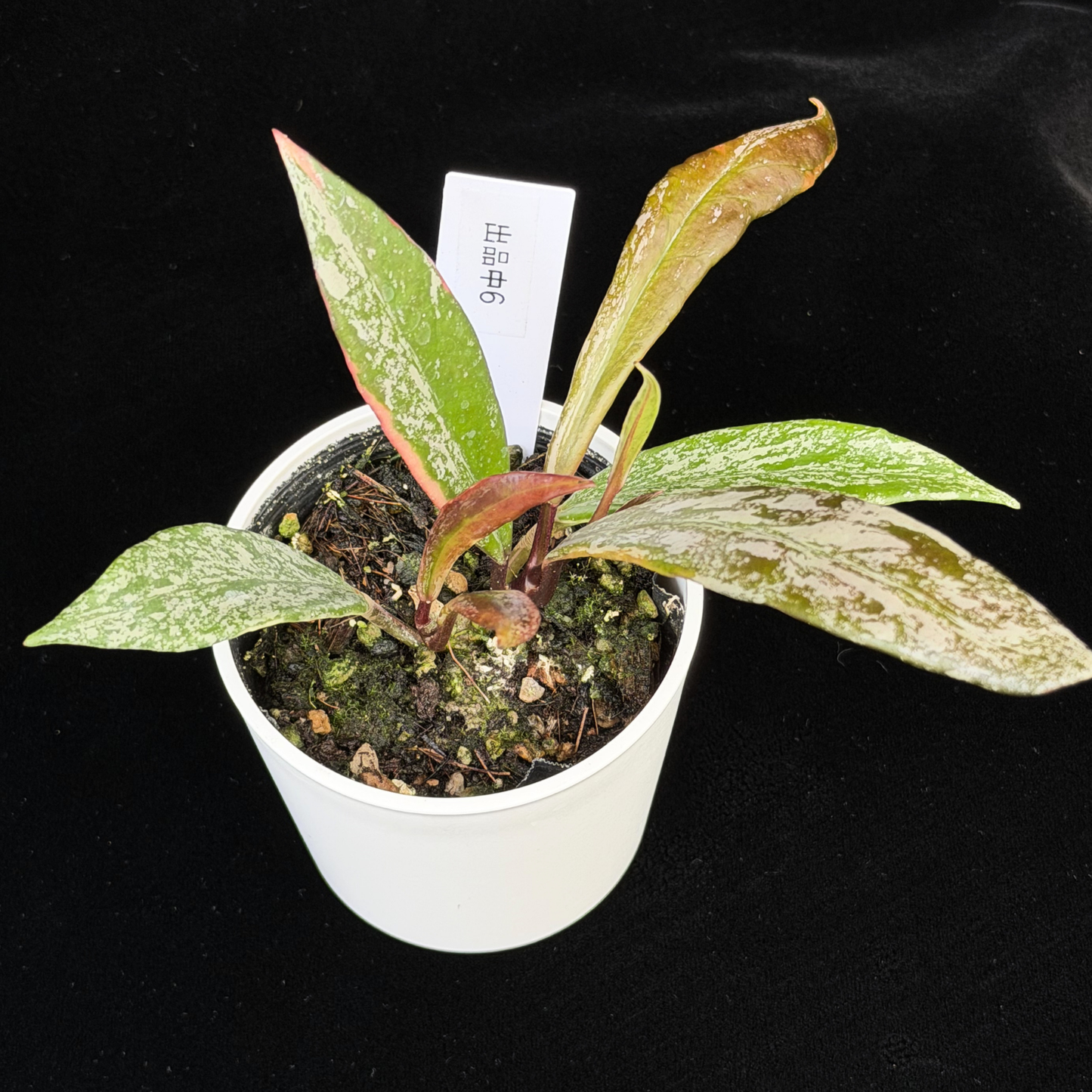 【一点もの】Hoya Pubicalyx Pink Silver albomarginata splash 希少 レア 6