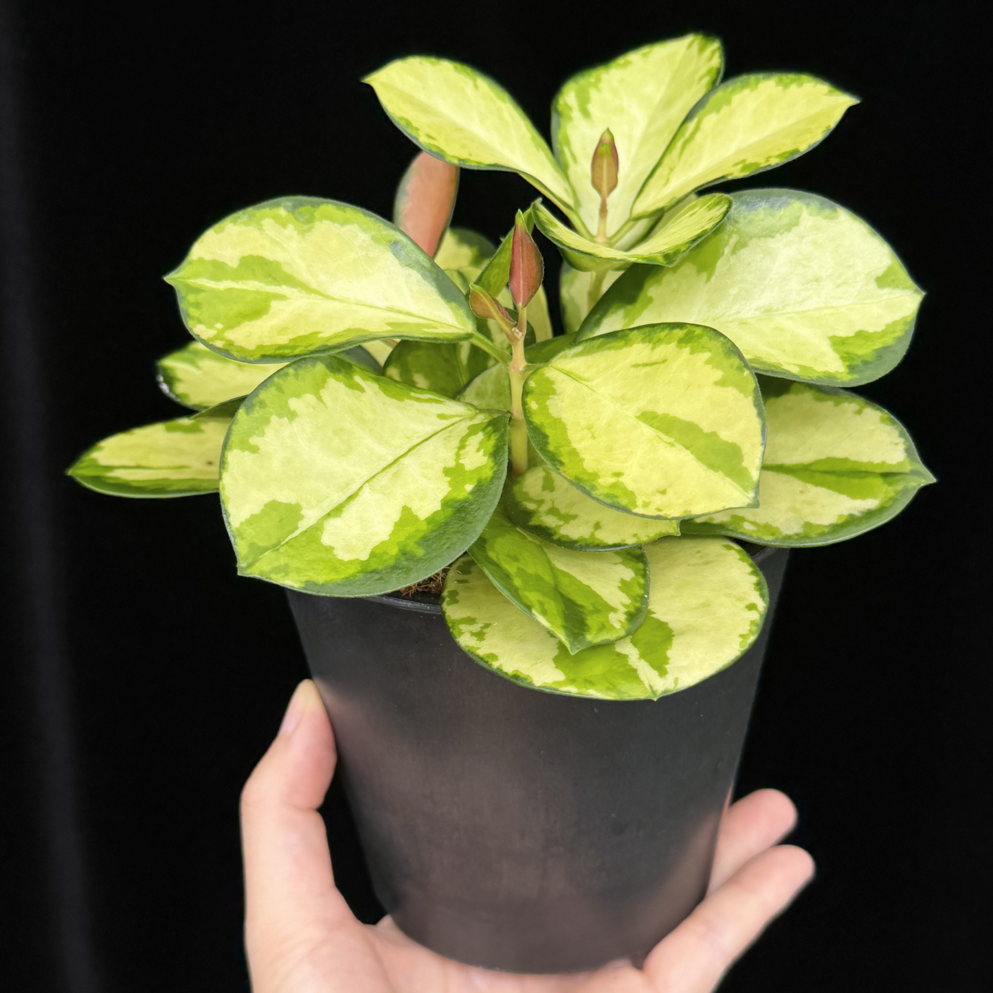 【一点もの】ホヤ オーストラリス リサ 4号 BLACK PLASTIC POT 受け皿付き ねこチップ