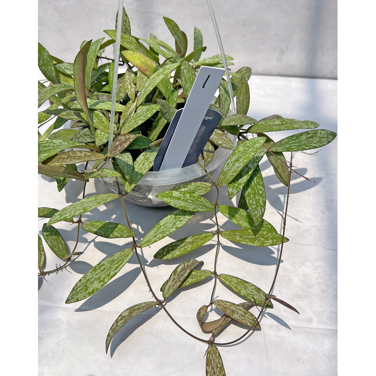 【現品販売】Hoya sigillantis ホヤ シギラティス ネガミエルAIR 5号 透明吊り鉢 ねこチップ 1