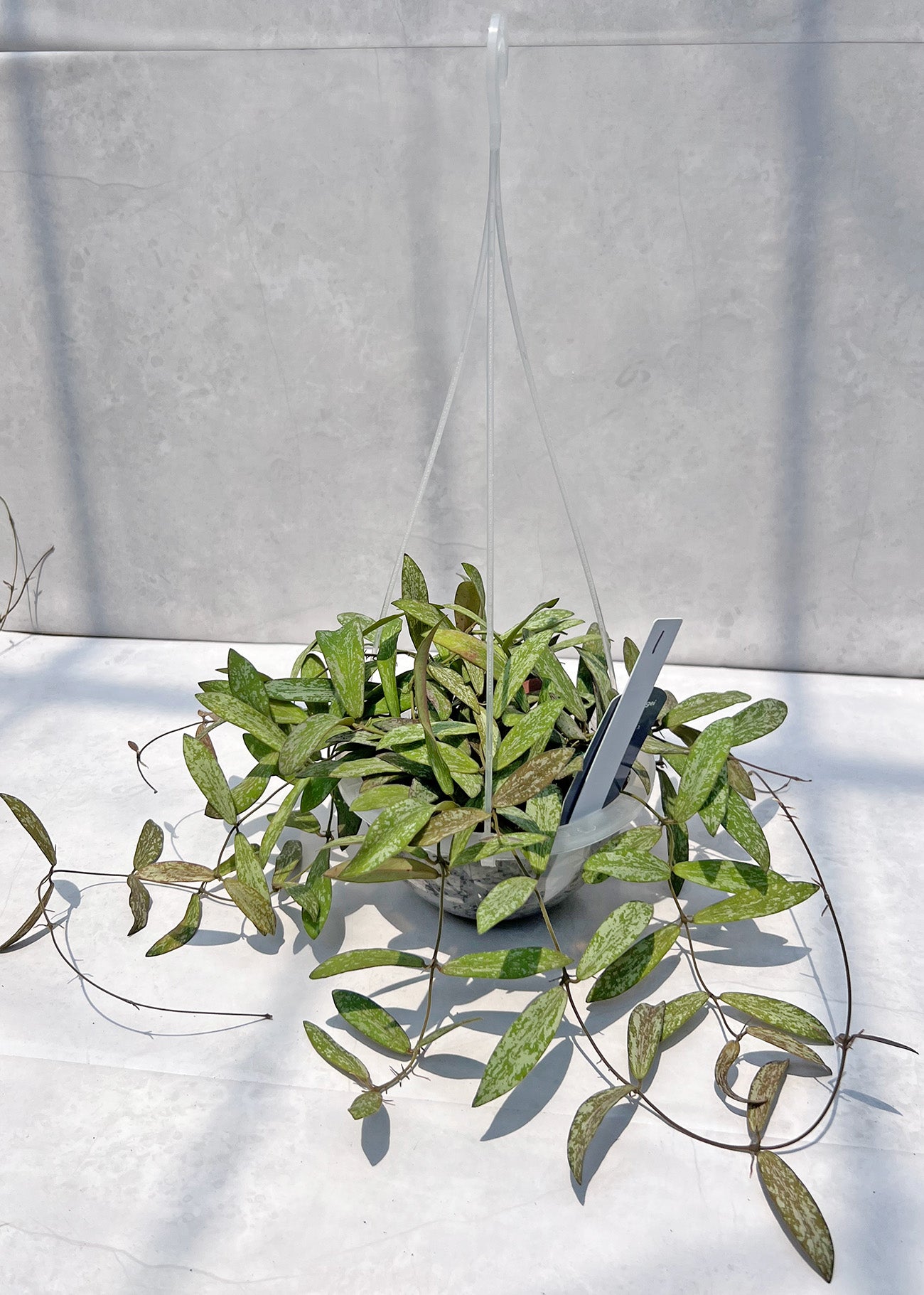 【現品販売】Hoya sigillantis ホヤ シギラティス ネガミエルAIR 5号 透明吊り鉢 ねこチップ 1
