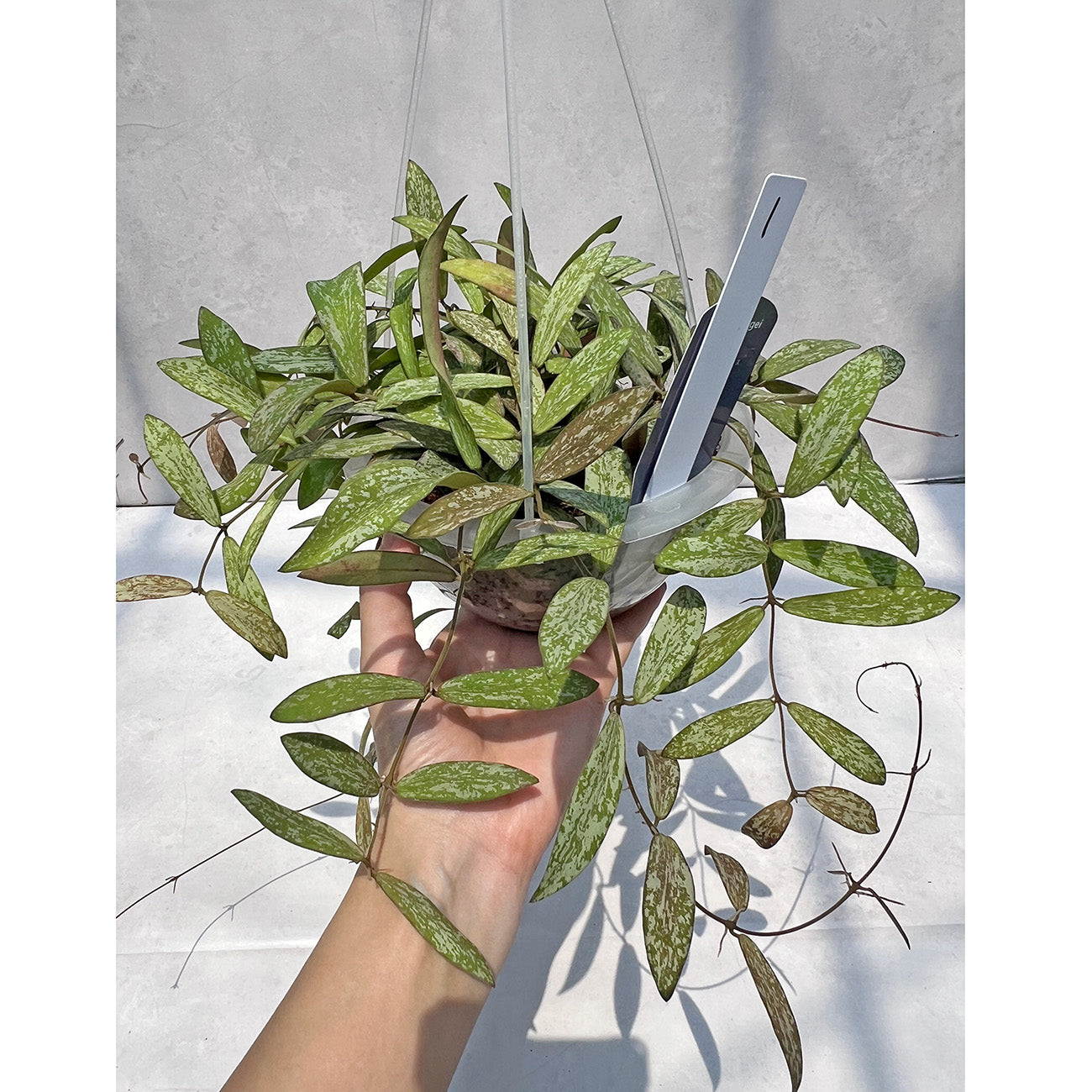 【現品販売】Hoya sigillantis ホヤ シギラティス ネガミエルAIR 5号 透明吊り鉢 ねこチップ 1
