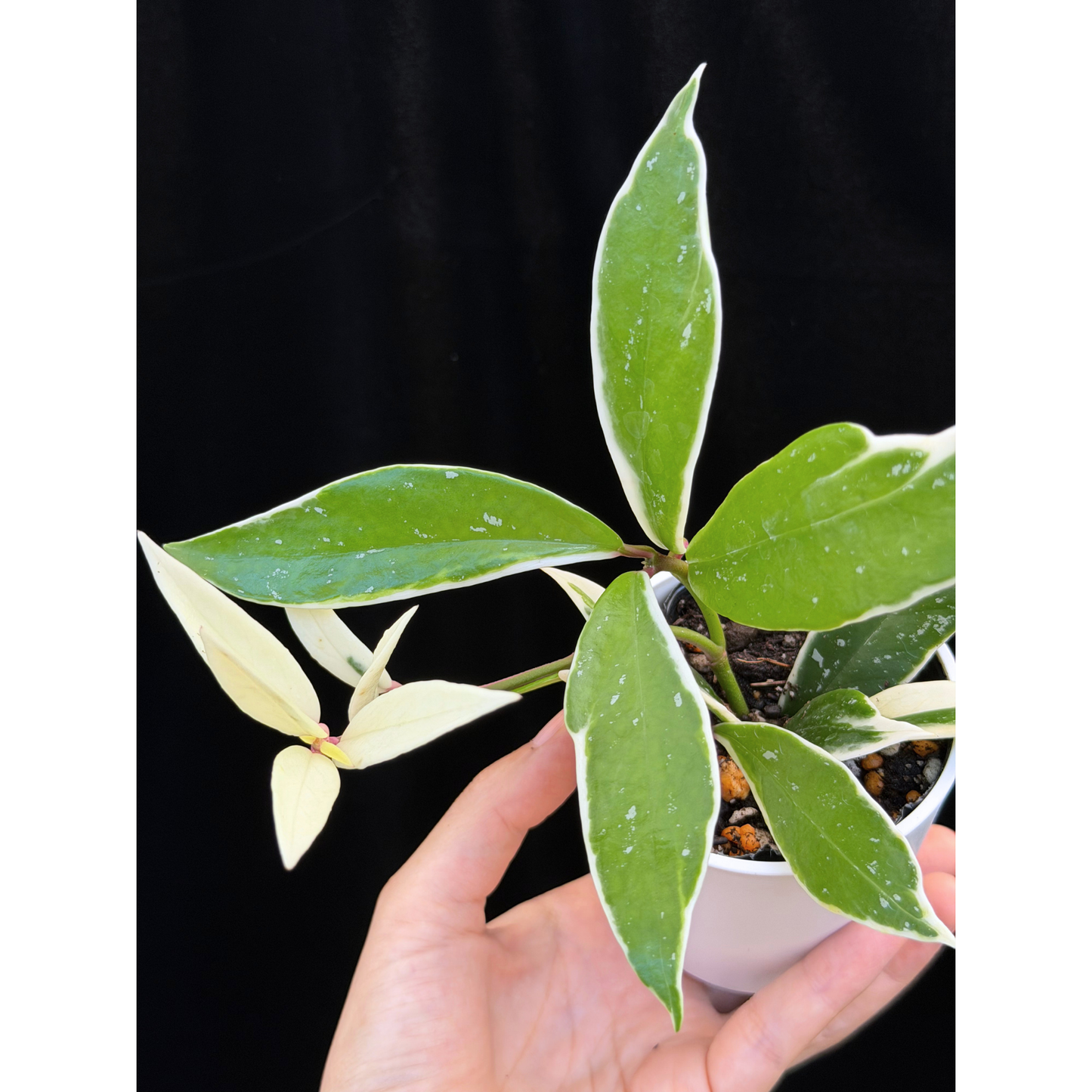 【一点もの】ホヤ プビカリクス ピンクシルバー アルボマギナータ スプラッシュ Hoya Pubicalyx pink silver albomarginata splash 希少 レア