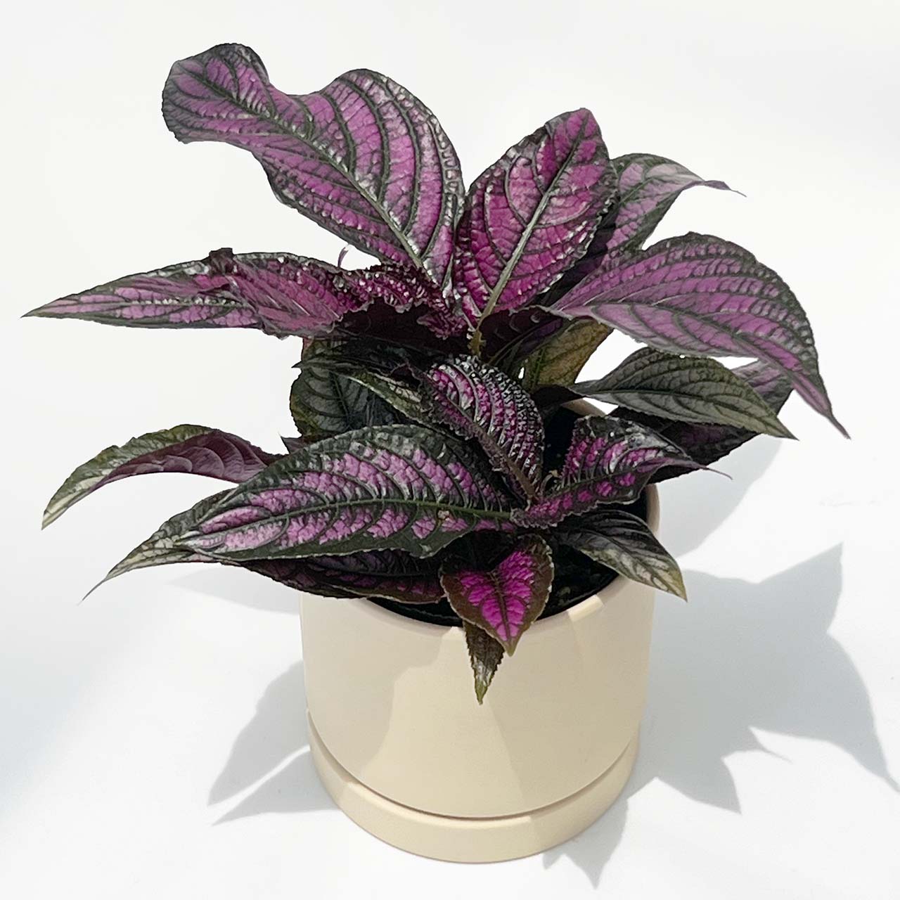 ストロビランデス ウラムラサキ