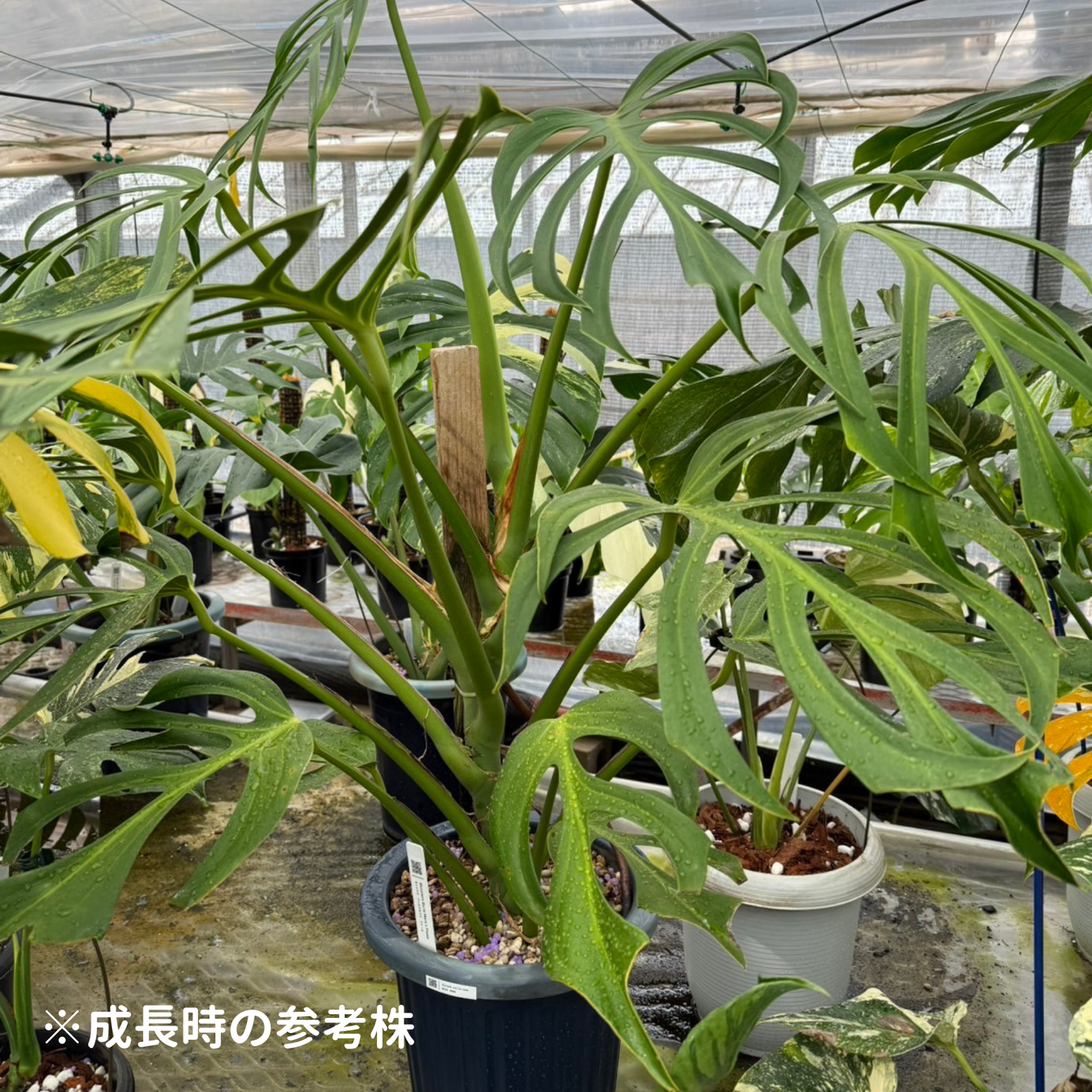 モンステラ デリシオーサ バールマルクスフレイム 組織培養(Tissue Culture)株 ビトロ苗 瓶入り 無菌苗 TC株