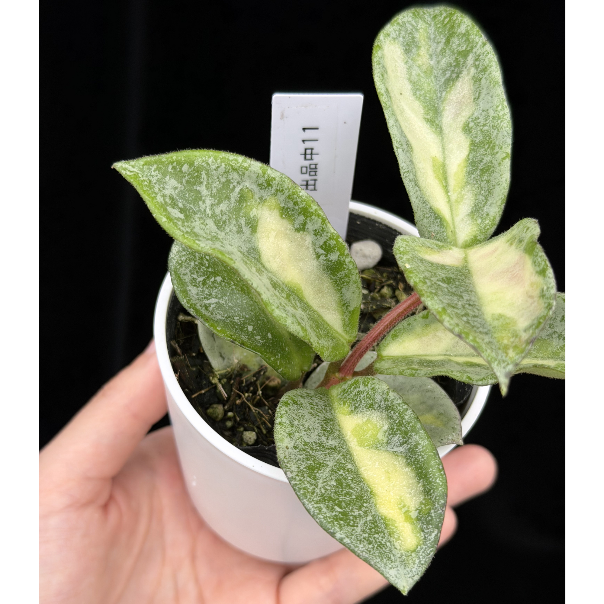 一点もの】ホヤ・アルゲンティア・プリンセス Hoya carnosa 'Argentea