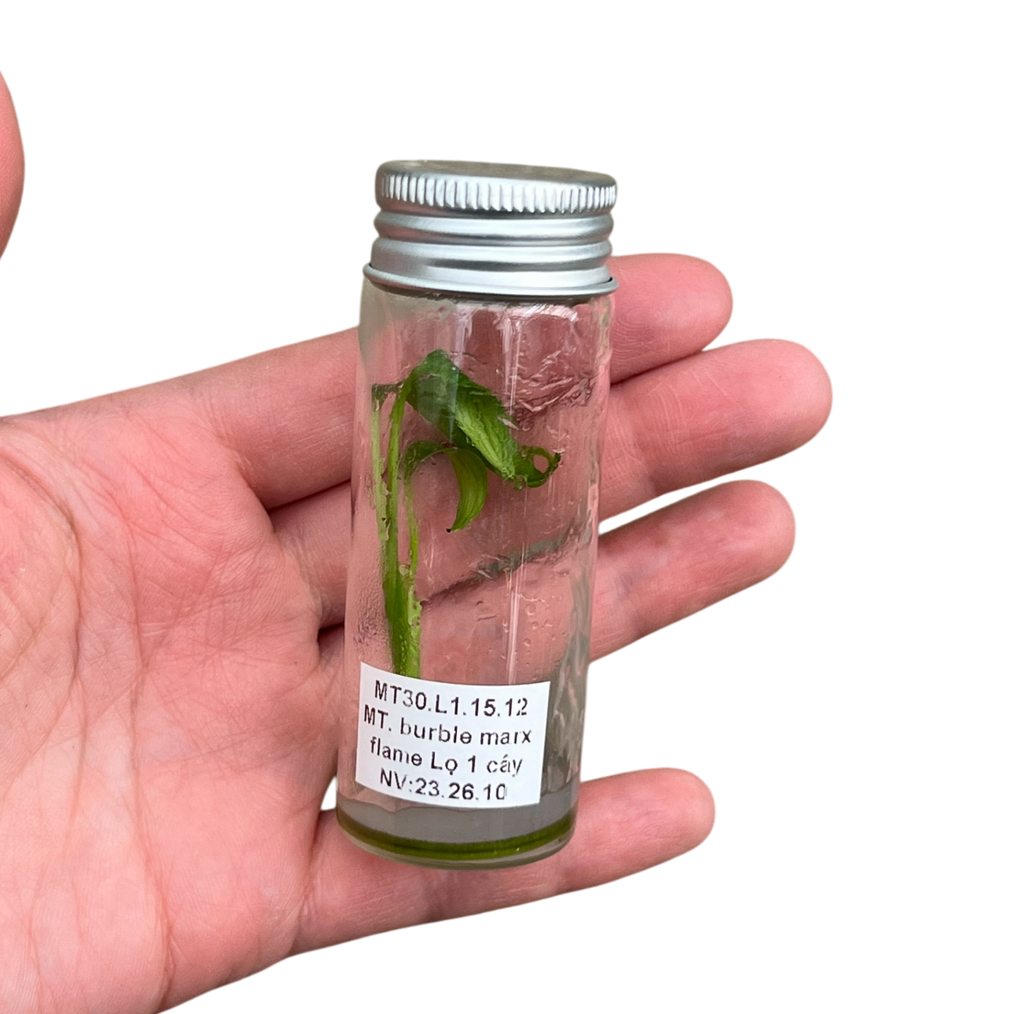 モンステラ デリシオーサ バールマルクスフレイム 組織培養(Tissue Culture)株 ビトロ苗 瓶入り 無菌苗 TC株