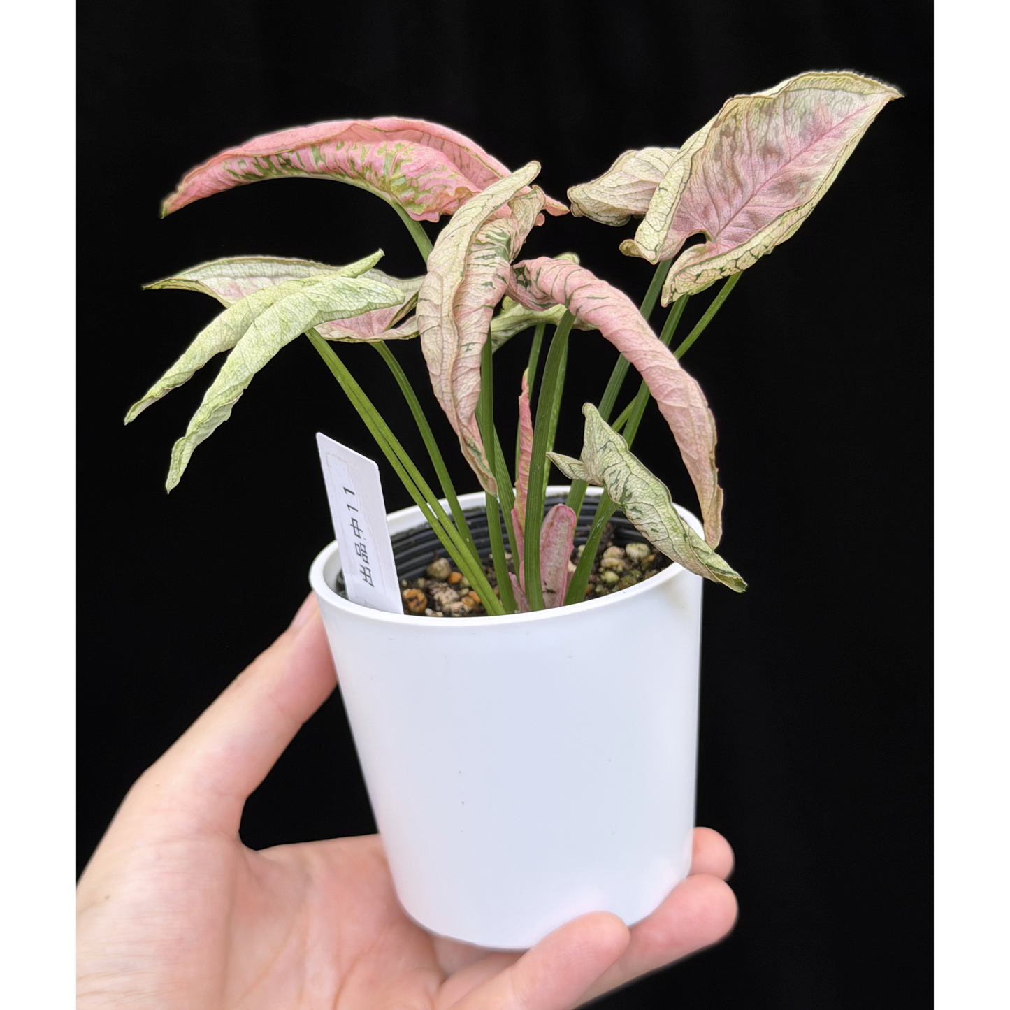 【一点もの】シンゴニウム ピンクローリー Syngonium Pink Rolli 11