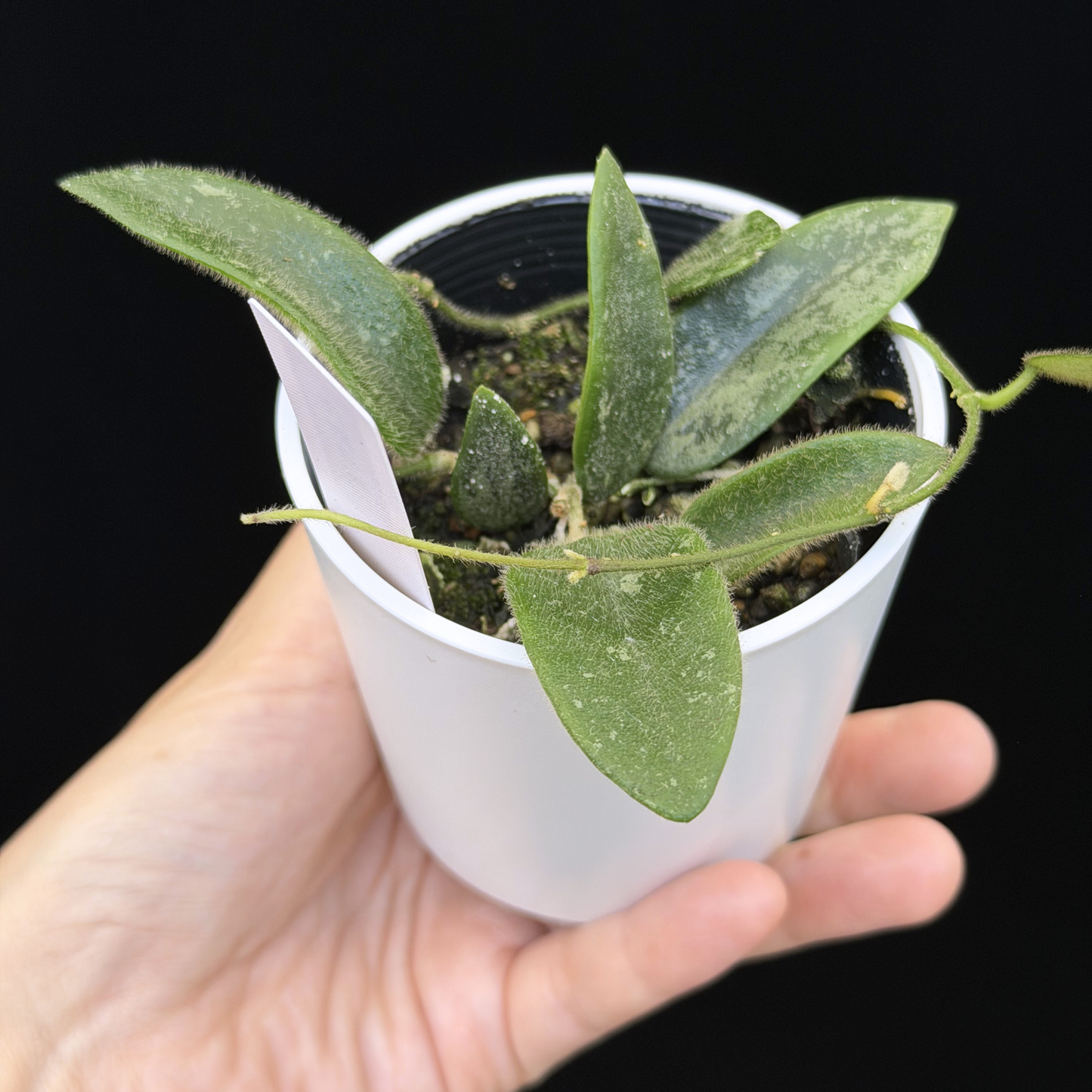 【一点もの】ホヤ トムソニー スプラッシュ Hoya thomsonii splash 27