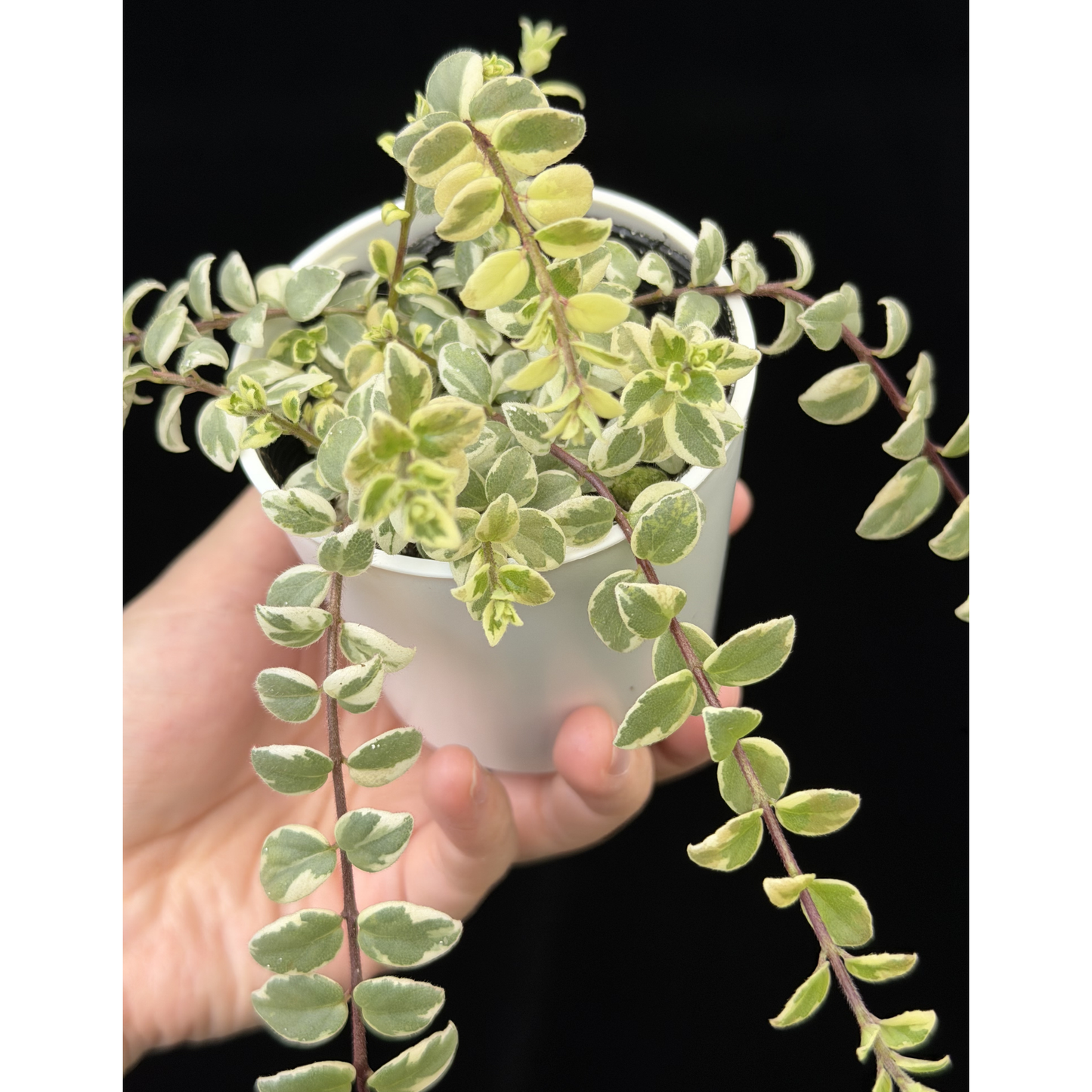 【一点もの】コルムネア ミクロフィラ 斑入り 希少 レア