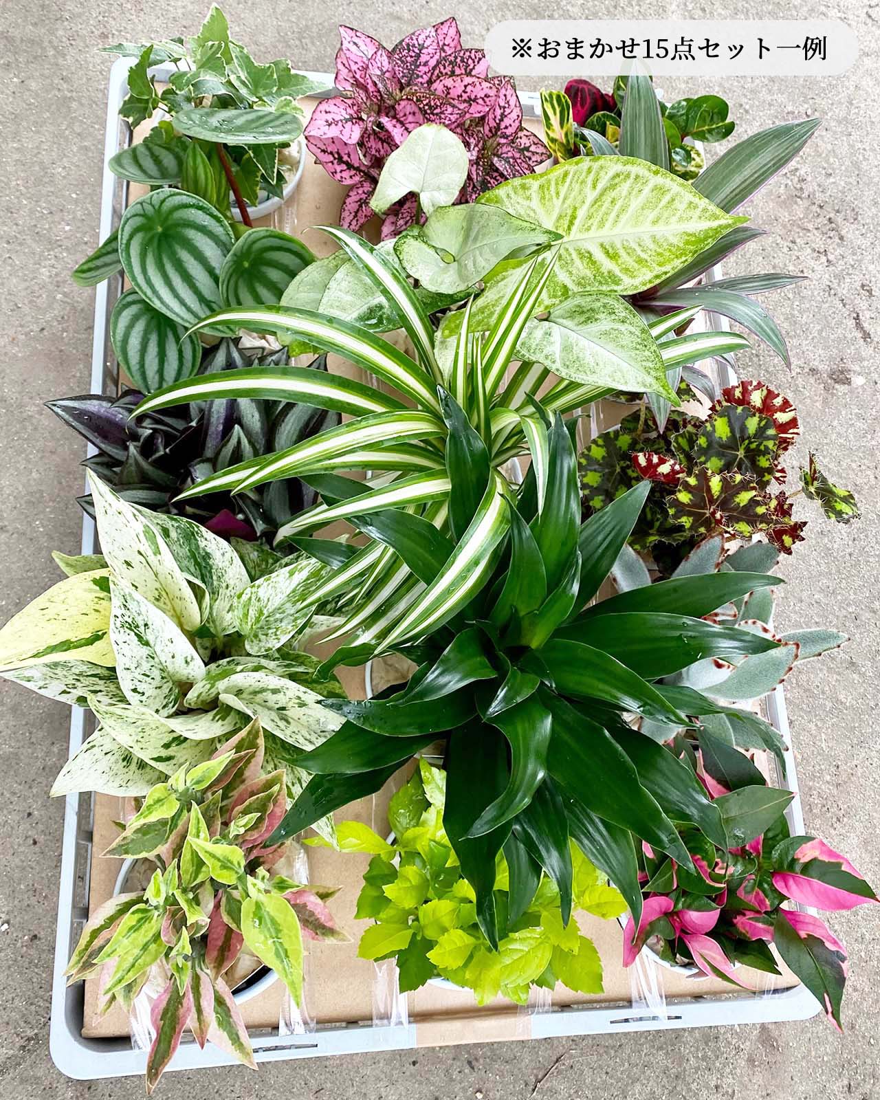 おまかせ 観葉植物 15点セット