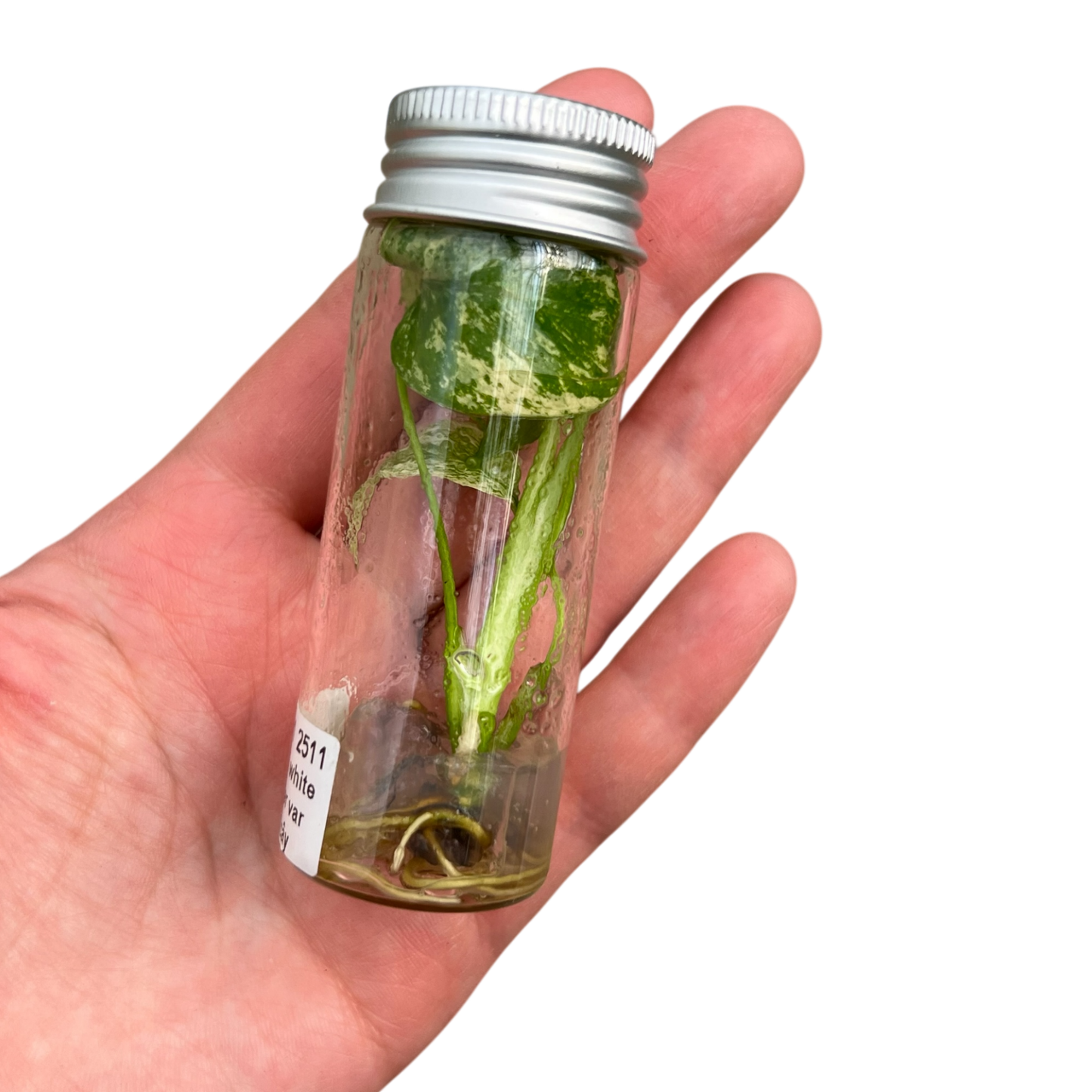 モンステラ デリシオーサ タイコンステレーション ハイクオリティver 組織培養(Tissue Culture)株 ビトロ苗 瓶入り 無菌苗 TC株