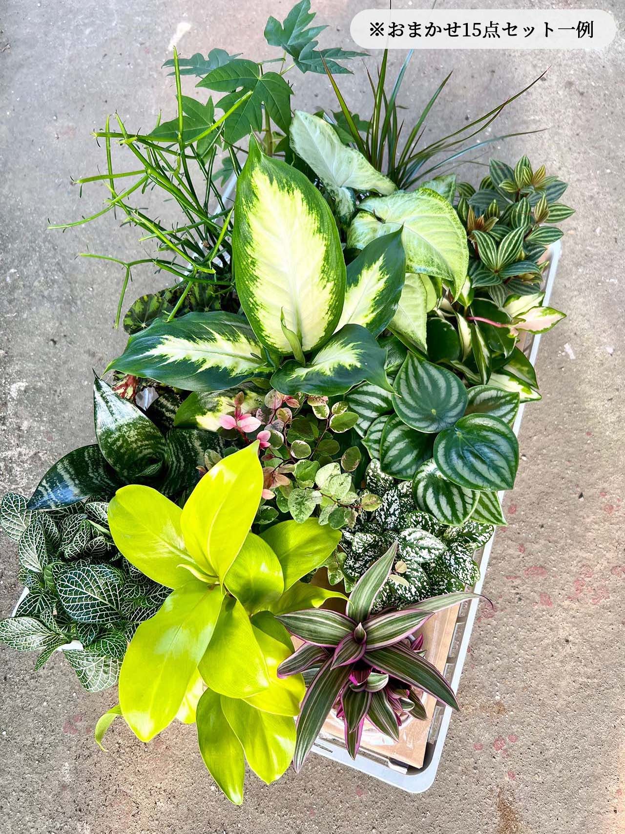 おまかせ 観葉植物 15点セット