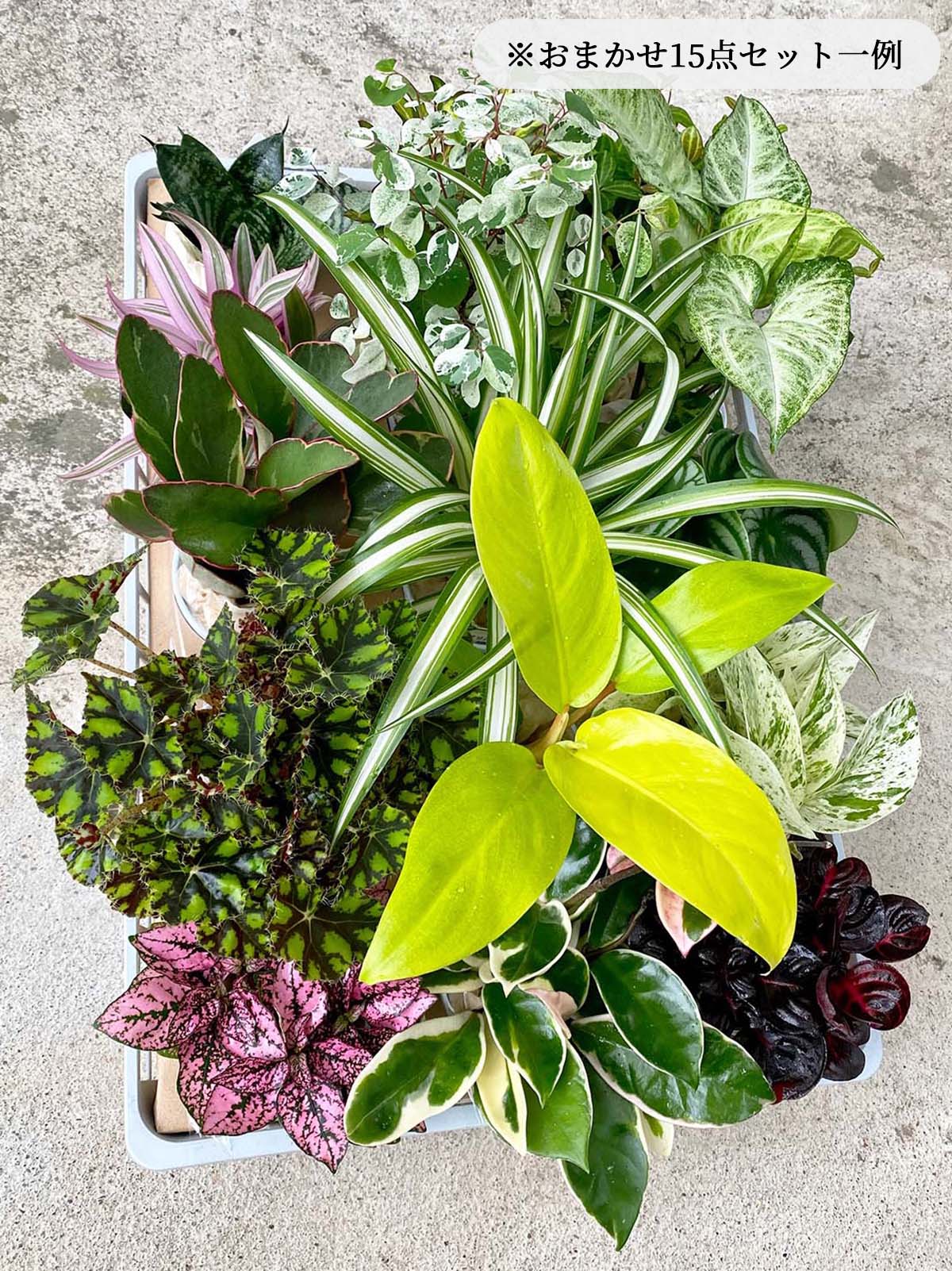 おまかせ 観葉植物 15点セット