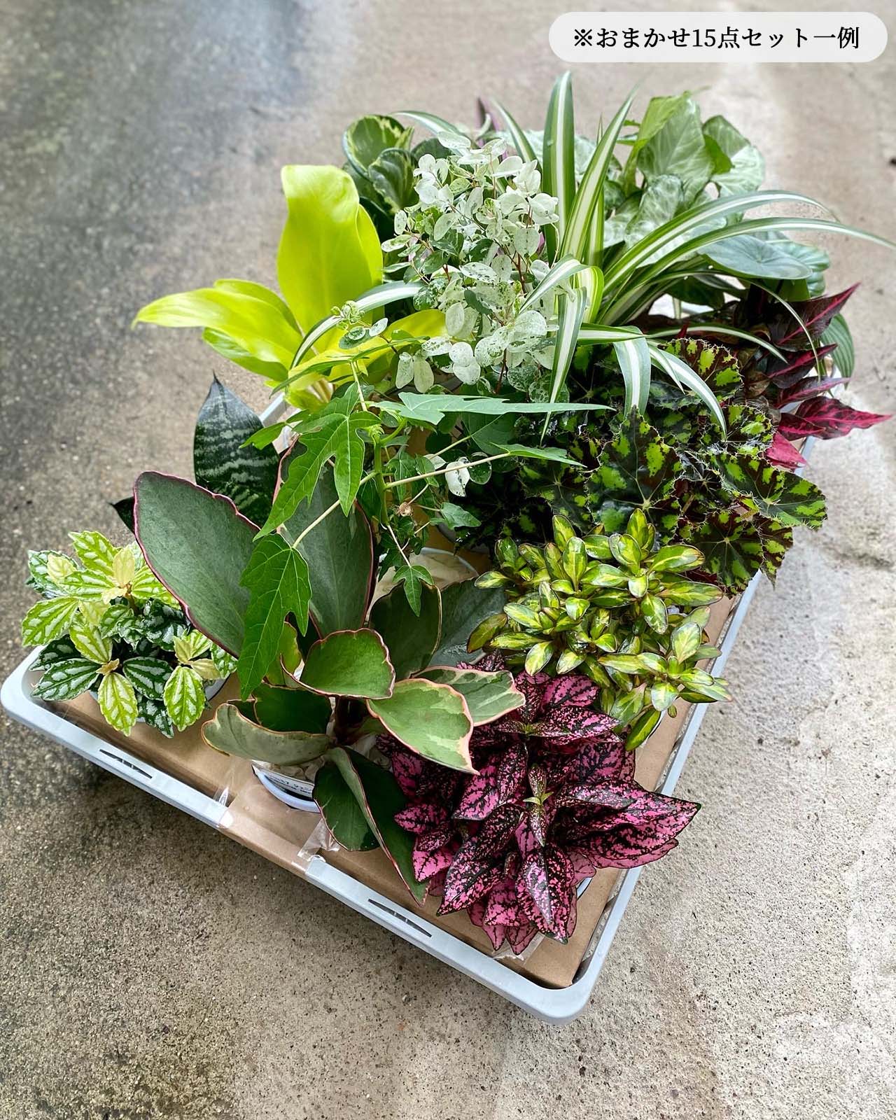 おまかせ 観葉植物 15点セット