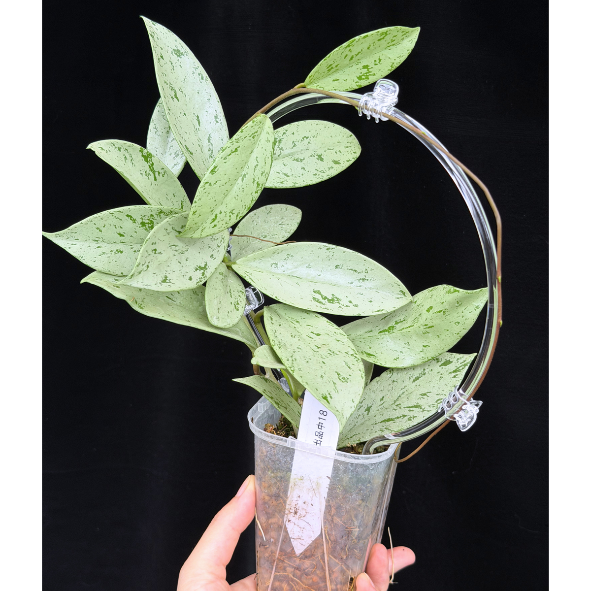 【一点もの】ホヤ プビカリクス シルバーゴースト Hoya Pubicalyx silver ghost 希少 レア ねこチップ ネガミエル3号 クリア支柱Mサイズ 18