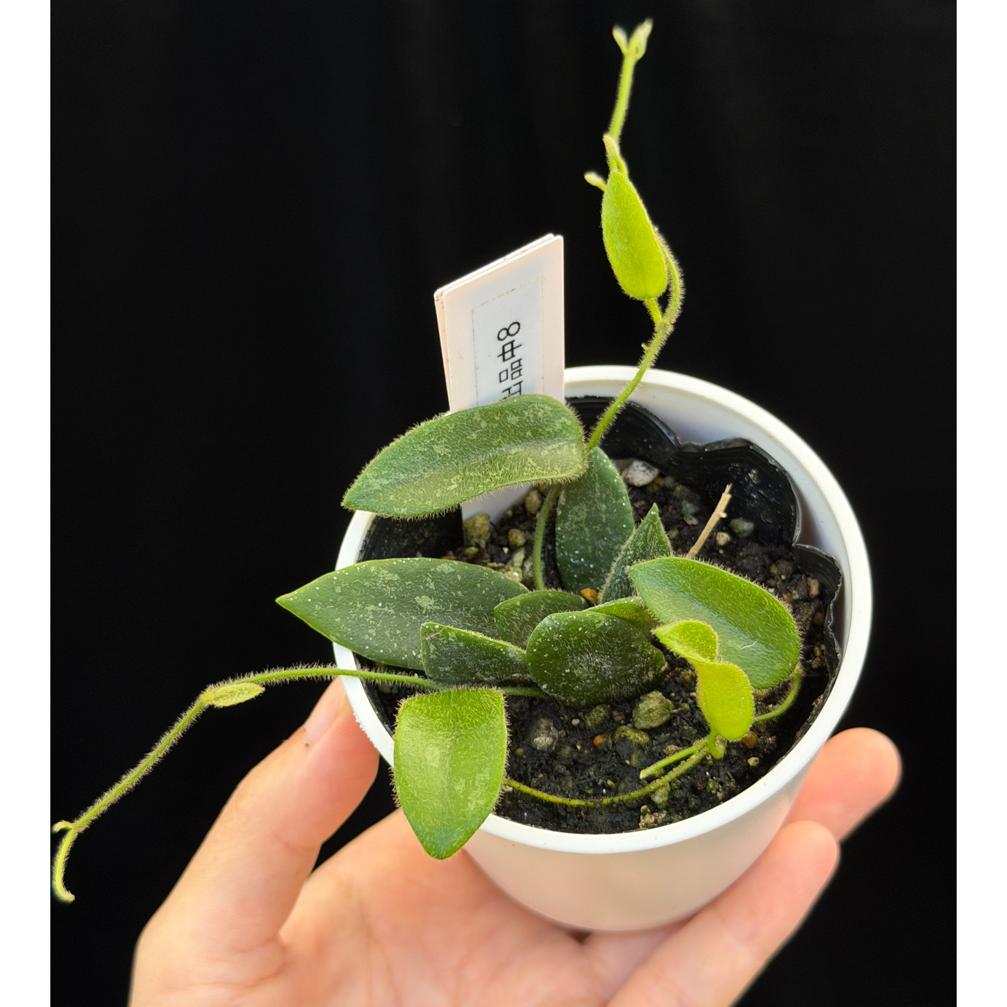 【一点もの】ホヤ トムソニー スプラッシュ Hoya thomsonii splash 8