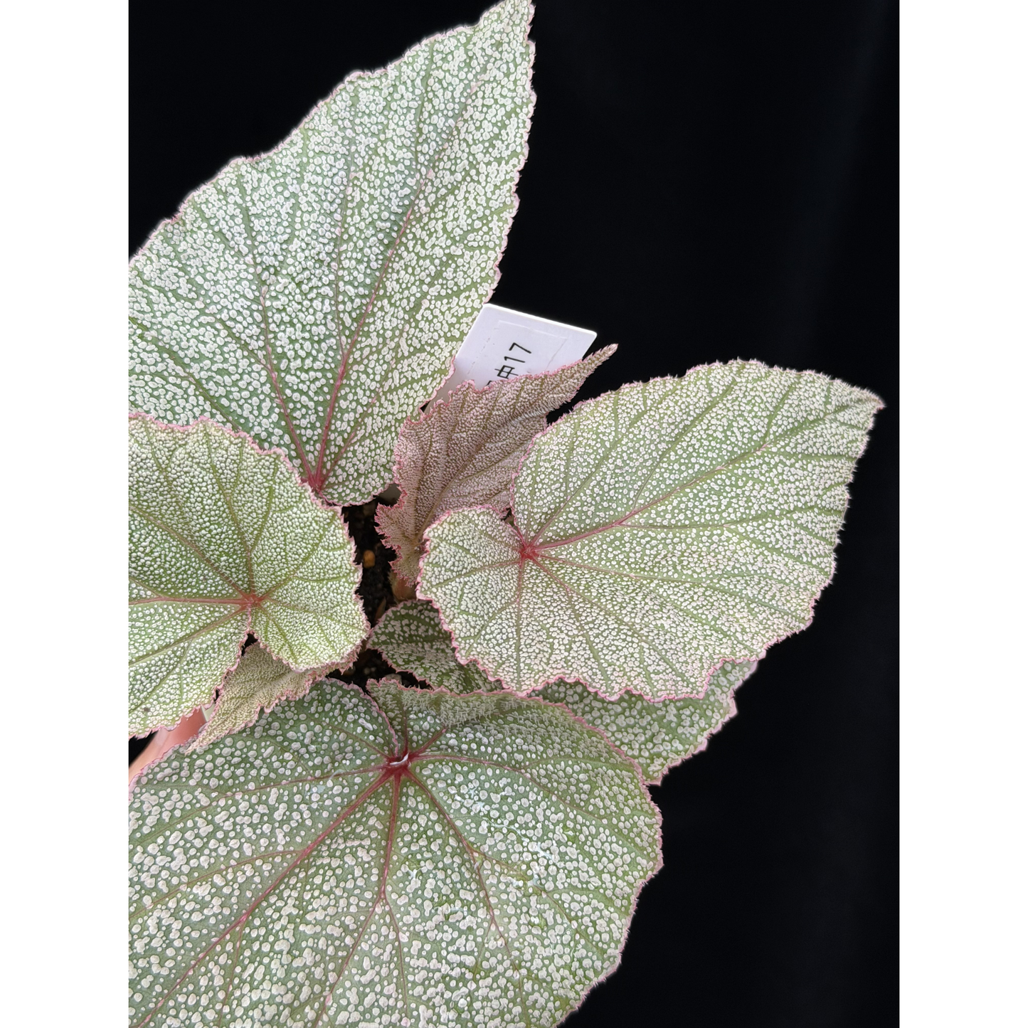 【一点もの】ベゴニア シンバッド Begonia Sinbad 17