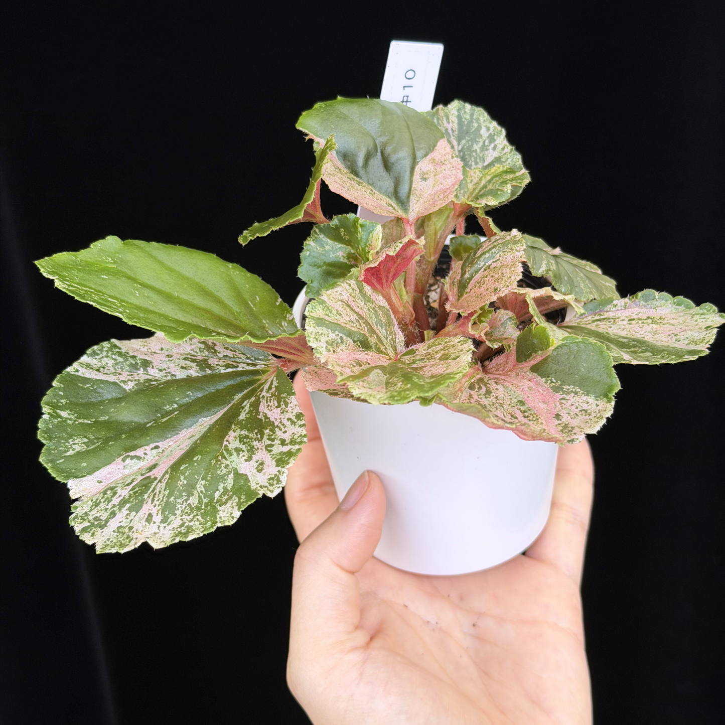 【一点もの】ベゴニア ククラータ ピンク斑入り begonia cucullata Pink variegated 希少 レア 10