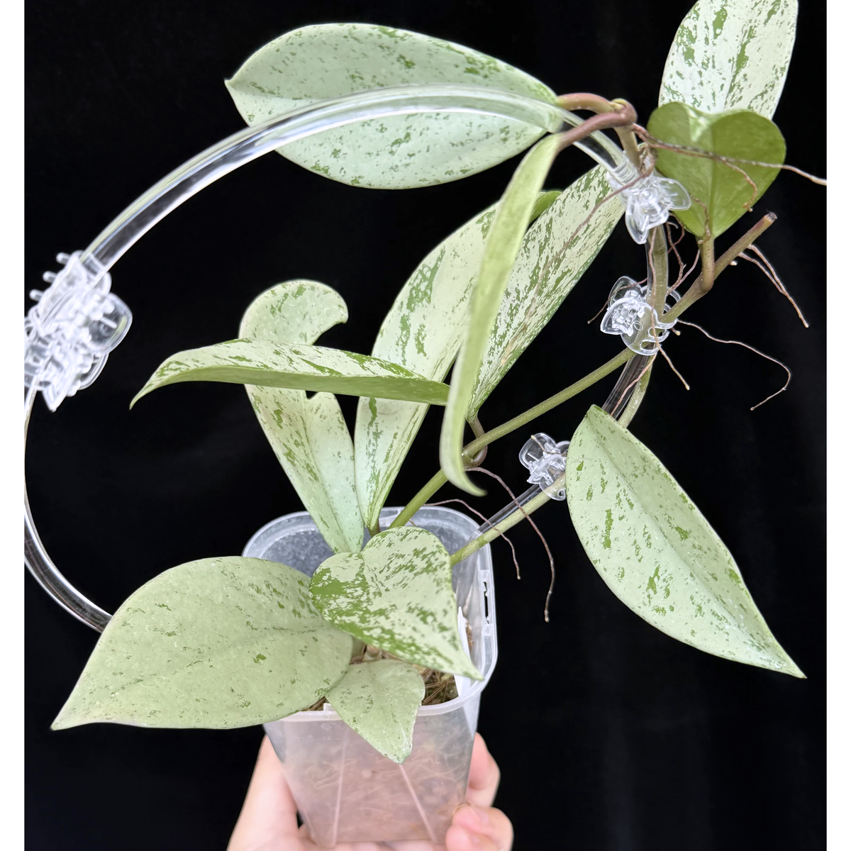 【一点もの】ホヤ プビカリクス シルバーゴースト Hoya Pubicalyx silver ghost 希少 レア ねこチップ ネガミエル3号 クリア支柱Mサイズ 4