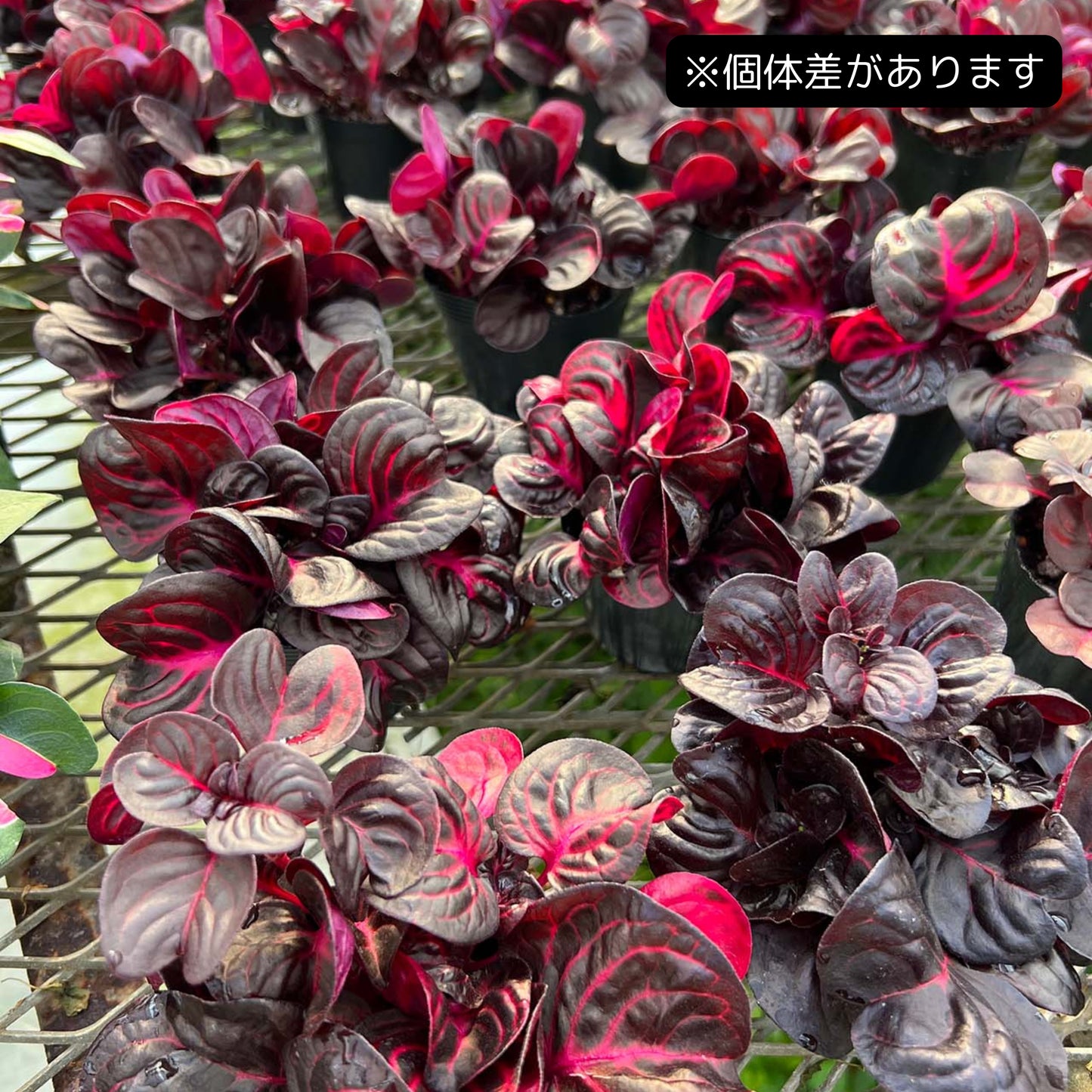 イレシネ レッド