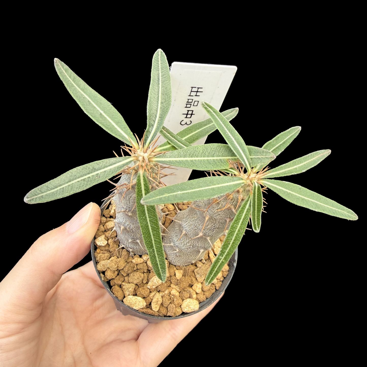 【一点もの】パキポディウム・カクチペス 国内実生 Pachypodium rosulatum var. cactipes 2号