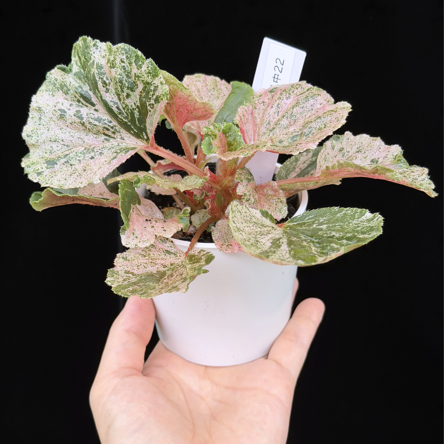 【一点もの】ベゴニア ククラータ ピンク斑入り begonia cucullata Pink variegated 希少 レア 22