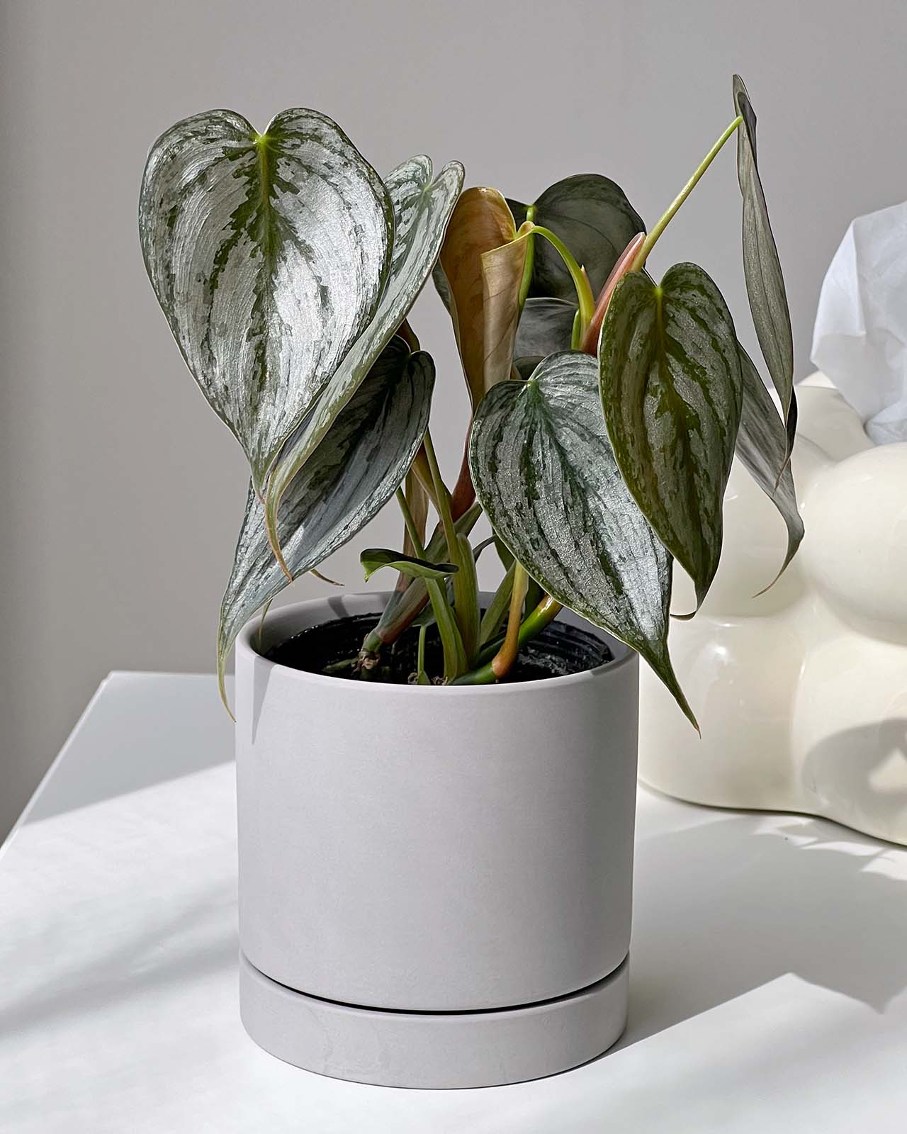 フィロデンドロン ブランディアナム