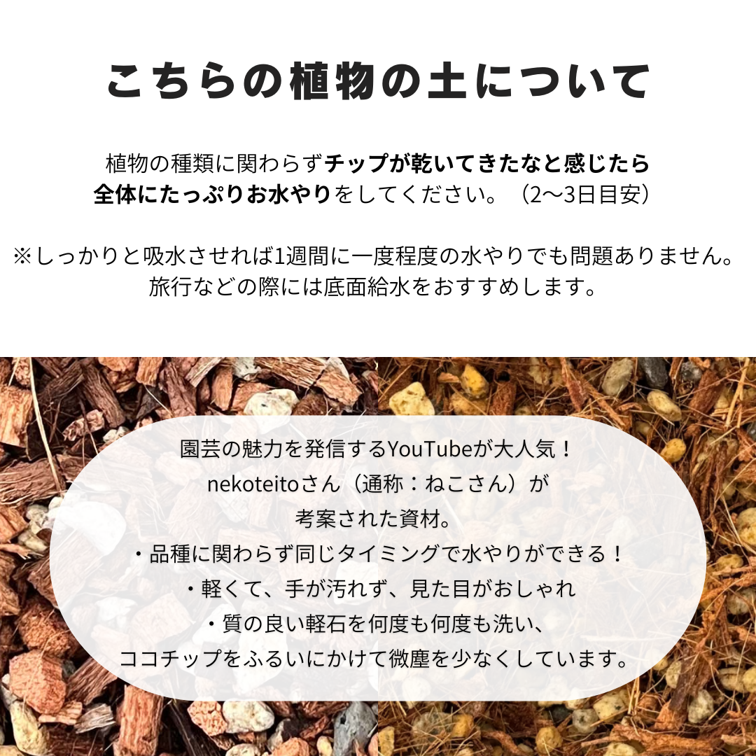 【現品販売】観葉植物 寄せ植え 4号 陶器鉢 受け皿付き ねこチップ