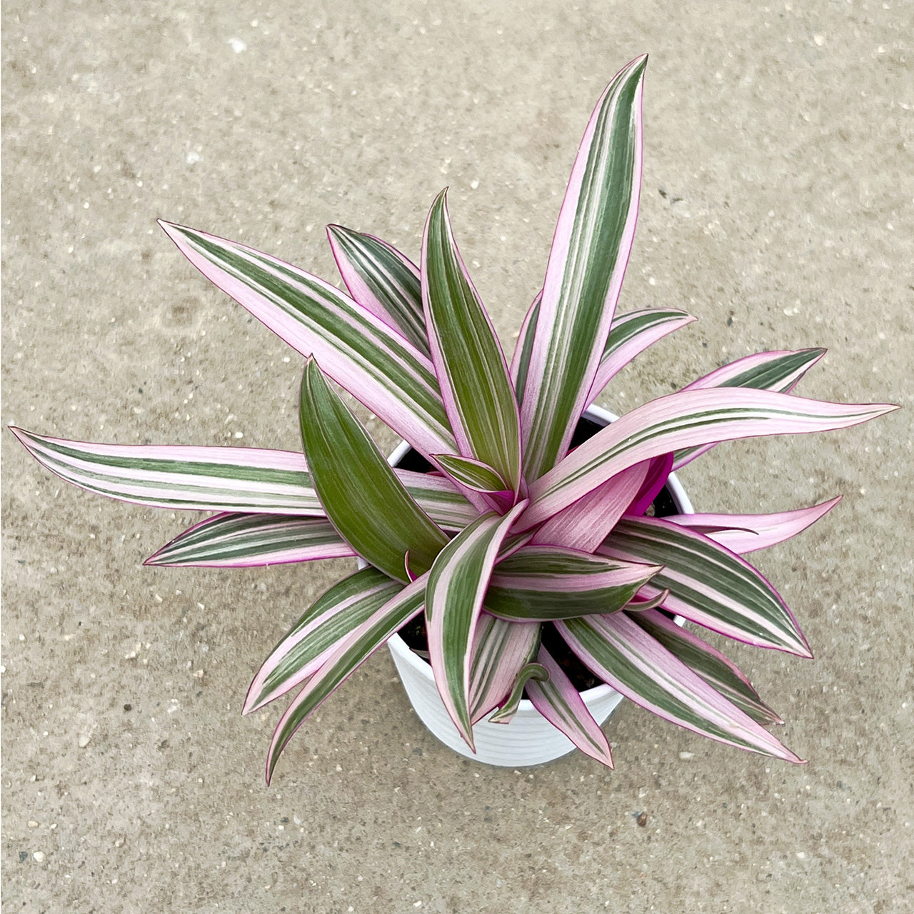 【現品販売】ムラサキオモト スペシャルピンクタイプ 3号 選抜 ピンク多め 斑入り プラ鉢