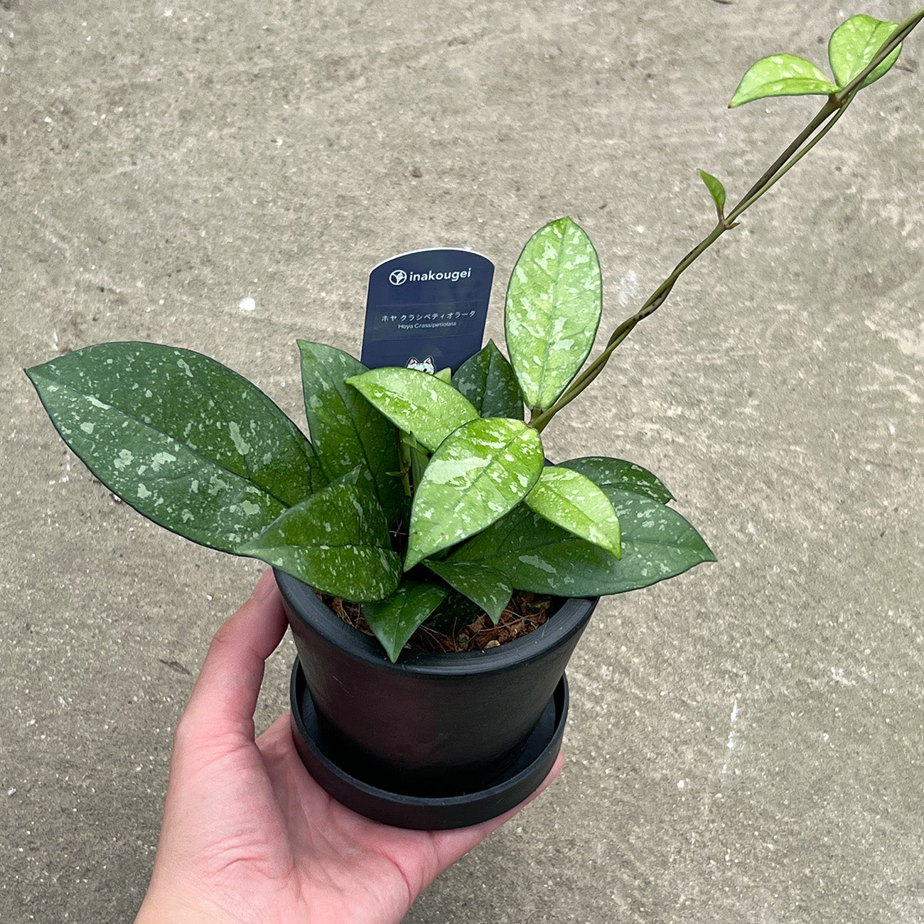 【現品販売】ホヤ クラシペティオラータ スプラッシュ 3号 プラスチック鉢 BLACK PLASTIC POT ねこチップ